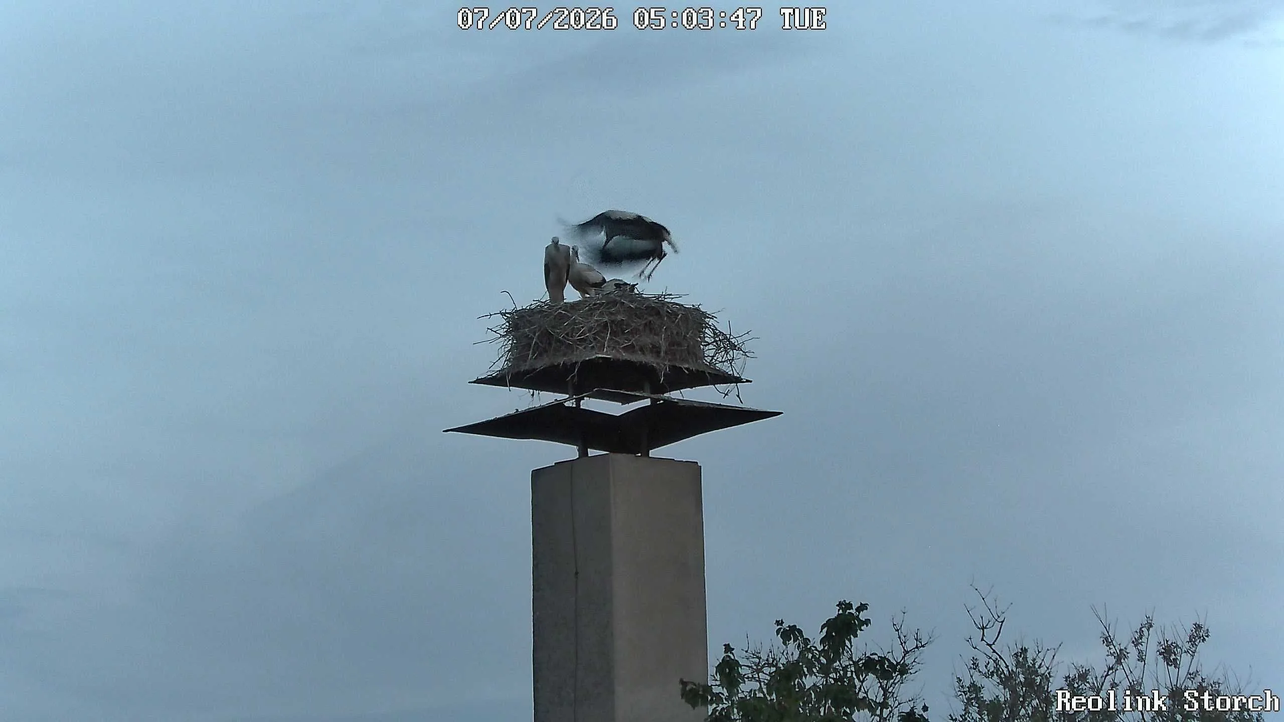 Storchencam Bild