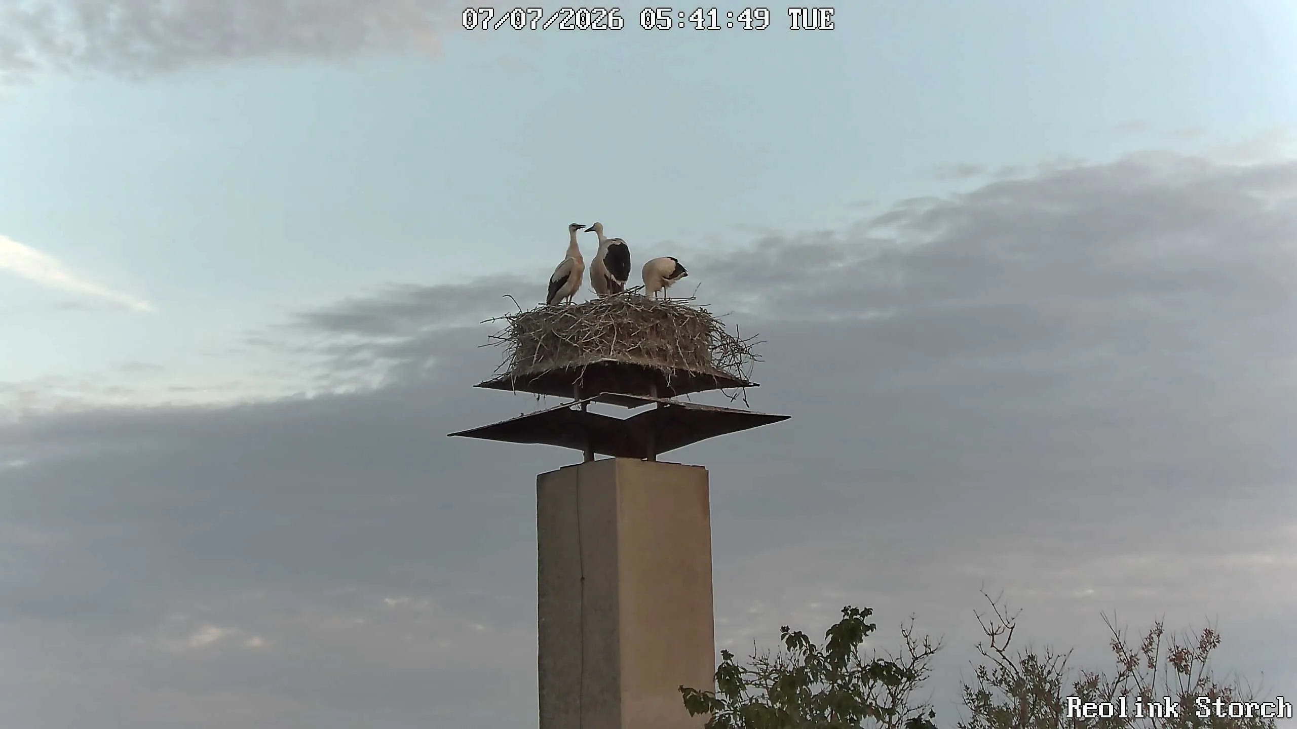 Storchencam Bild