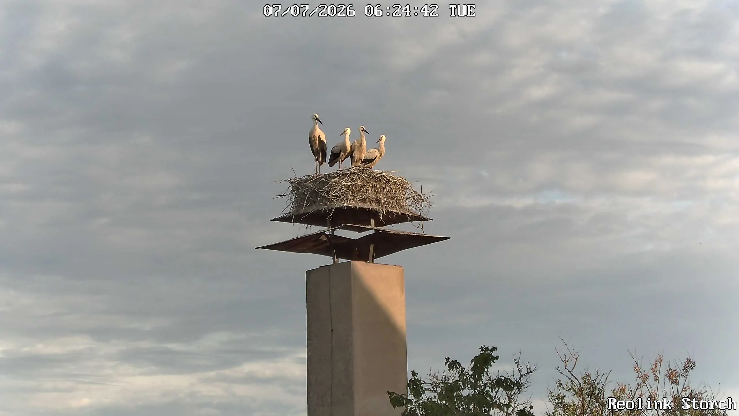Storchencam Bild