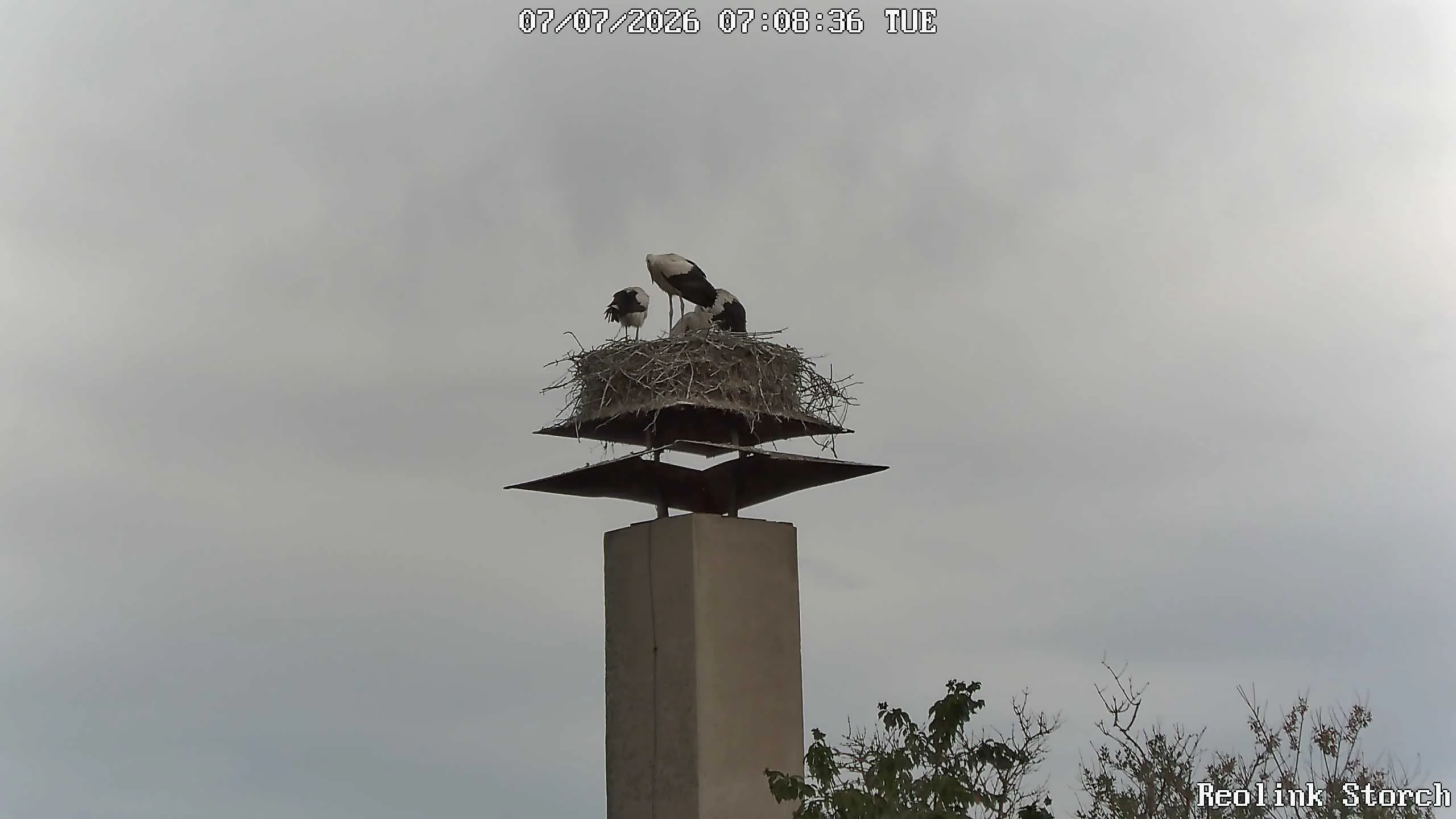 Storchencam Bild