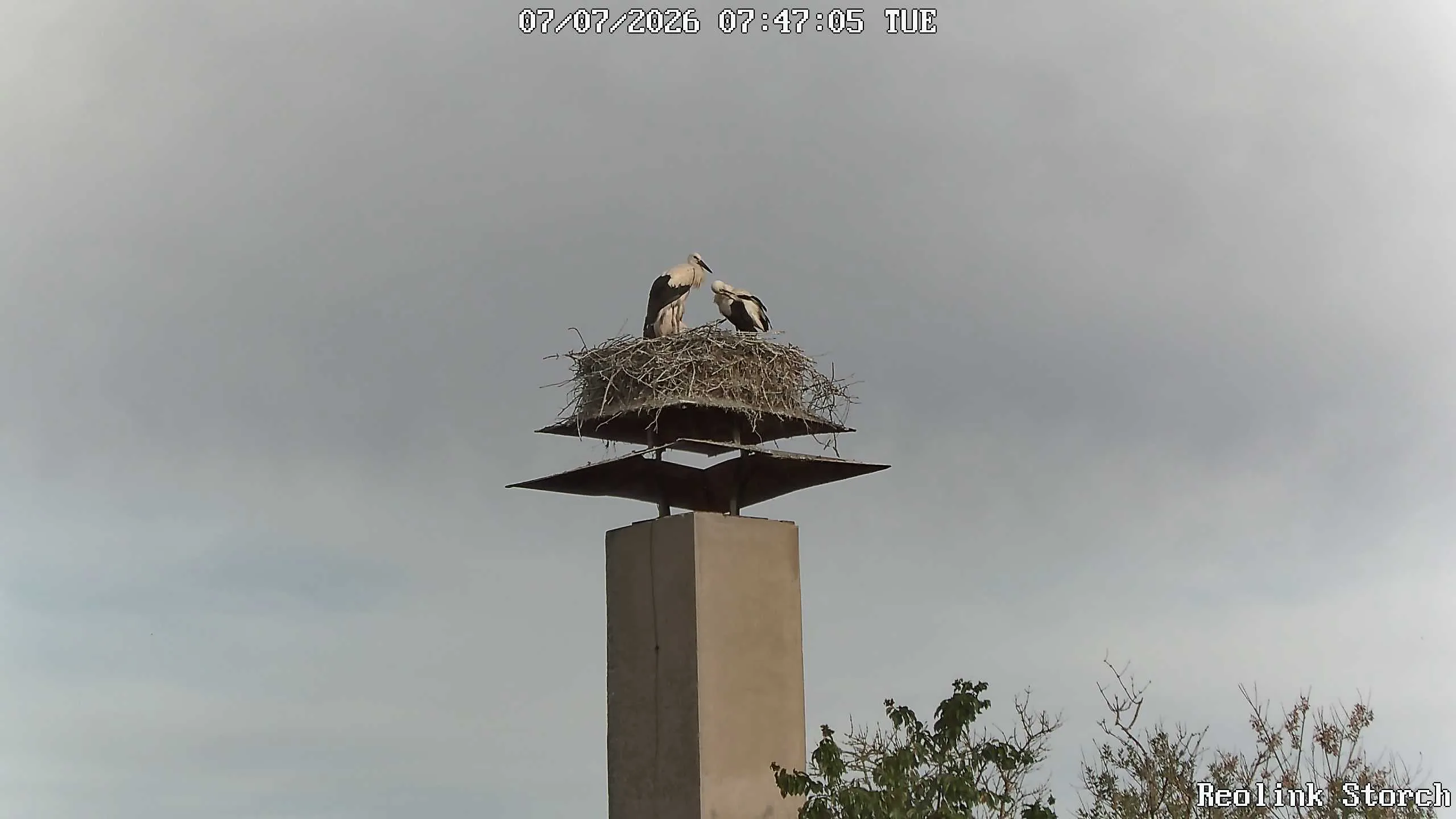 Storchencam Bild