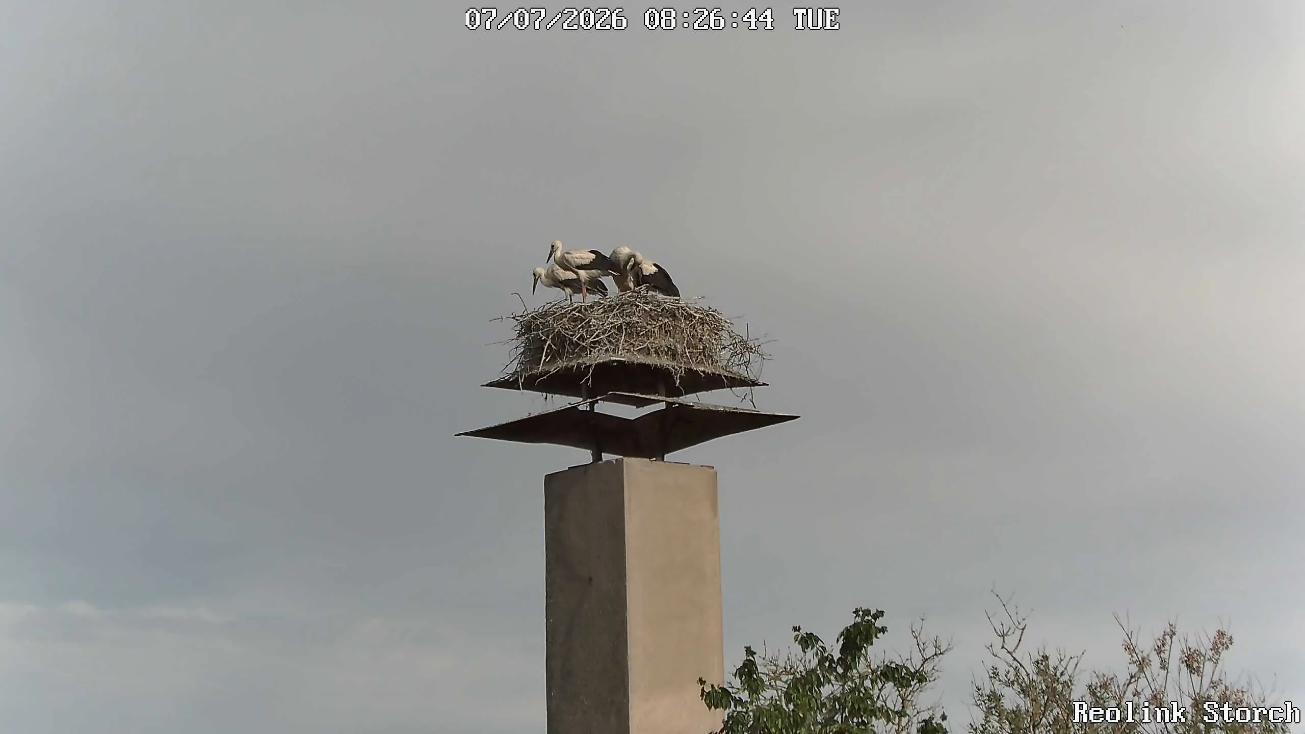 Storchencam Bild