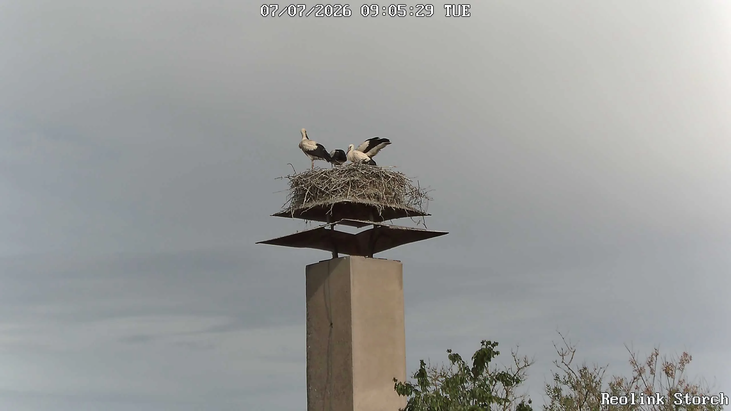 Storchencam Bild