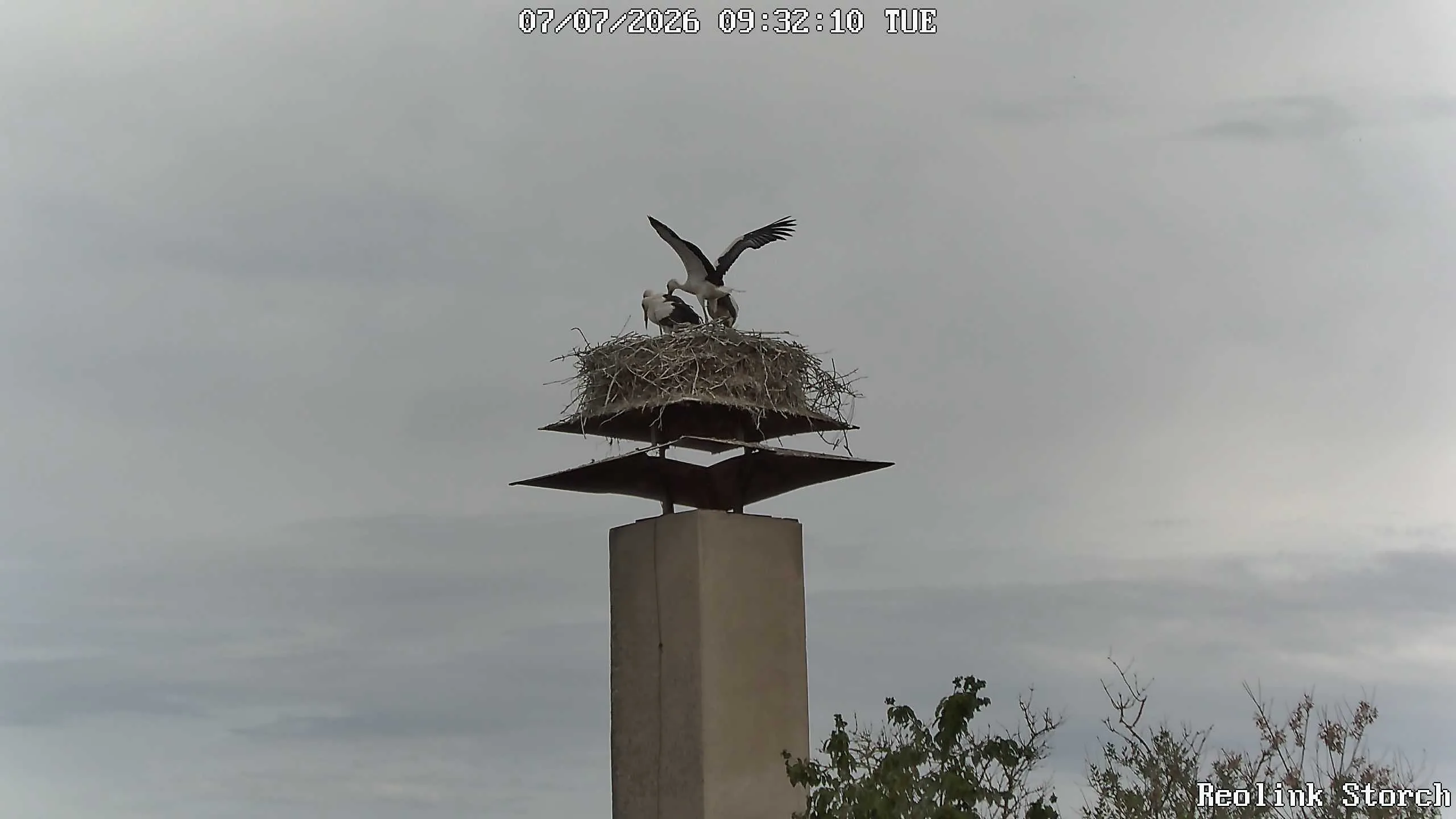 Storchencam Bild