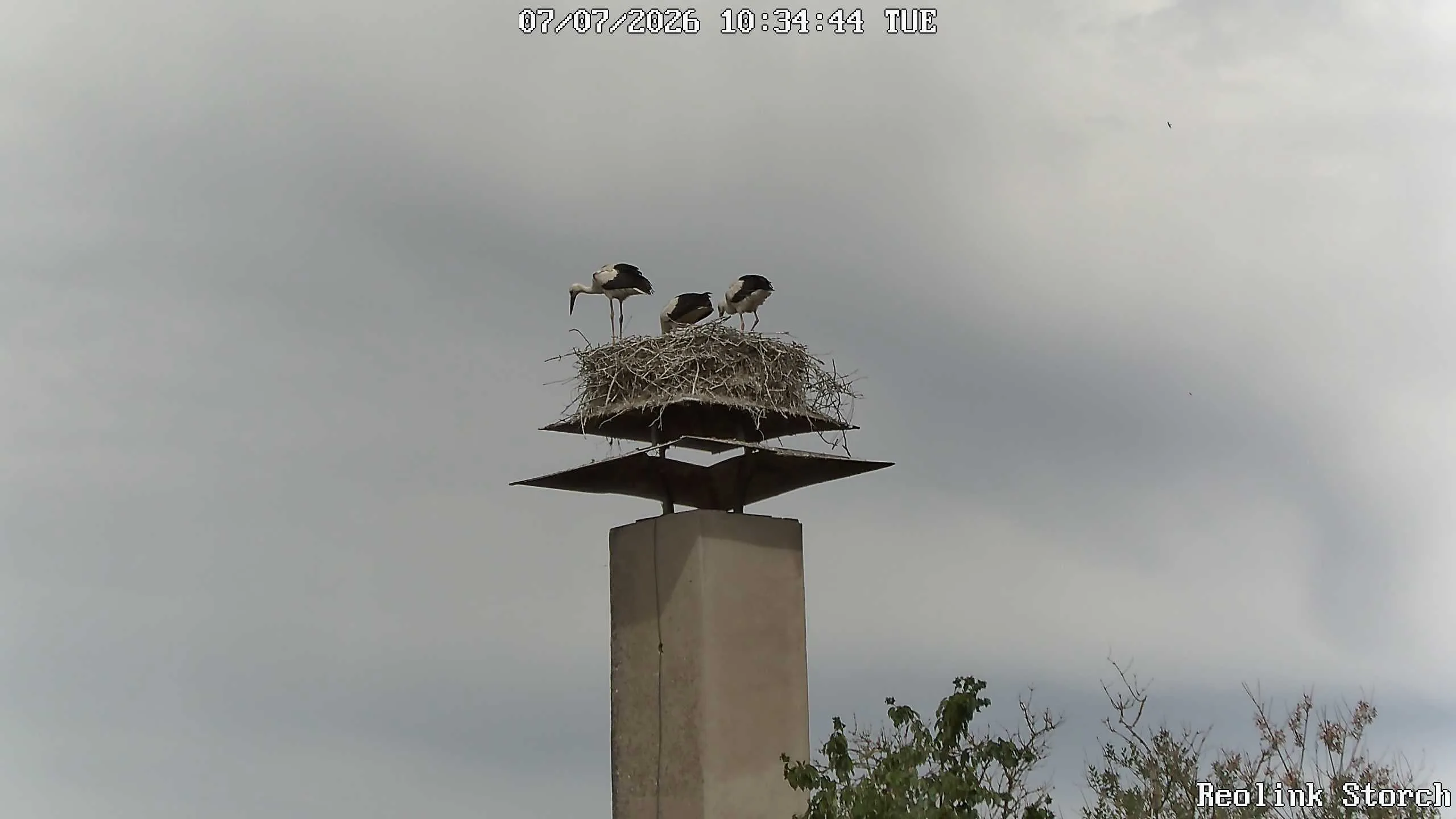 Storchencam Bild