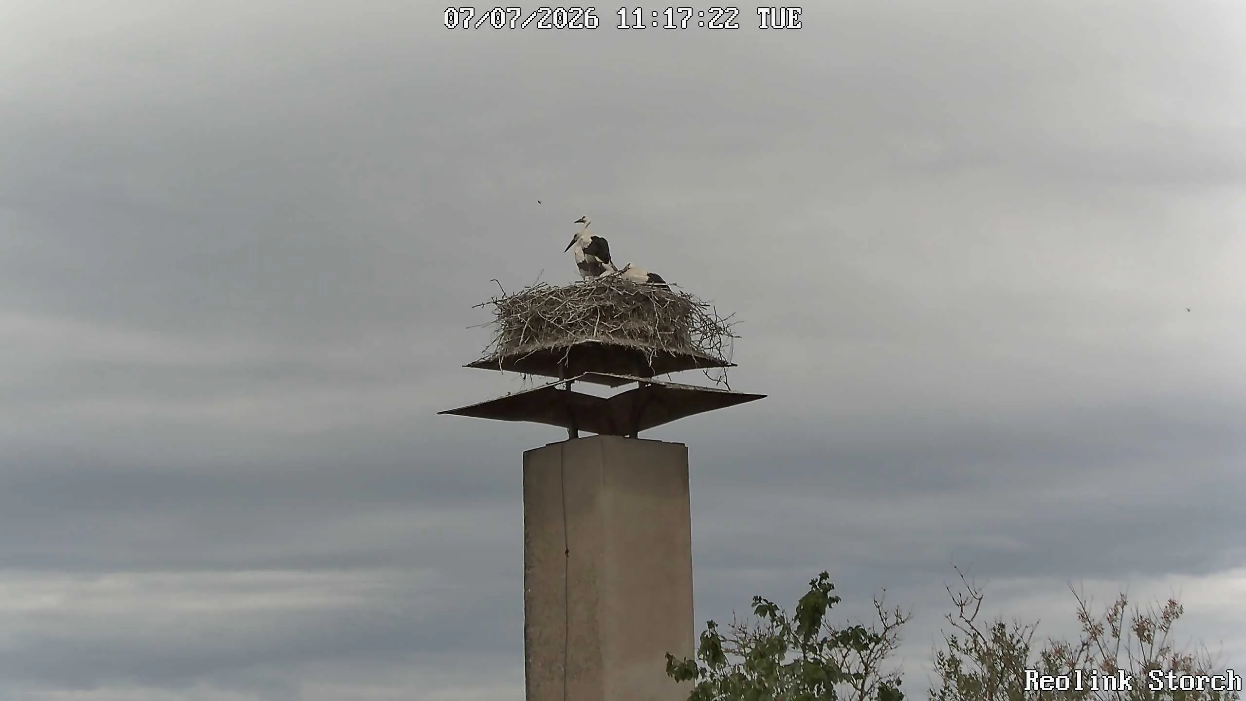 Storchencam Bild