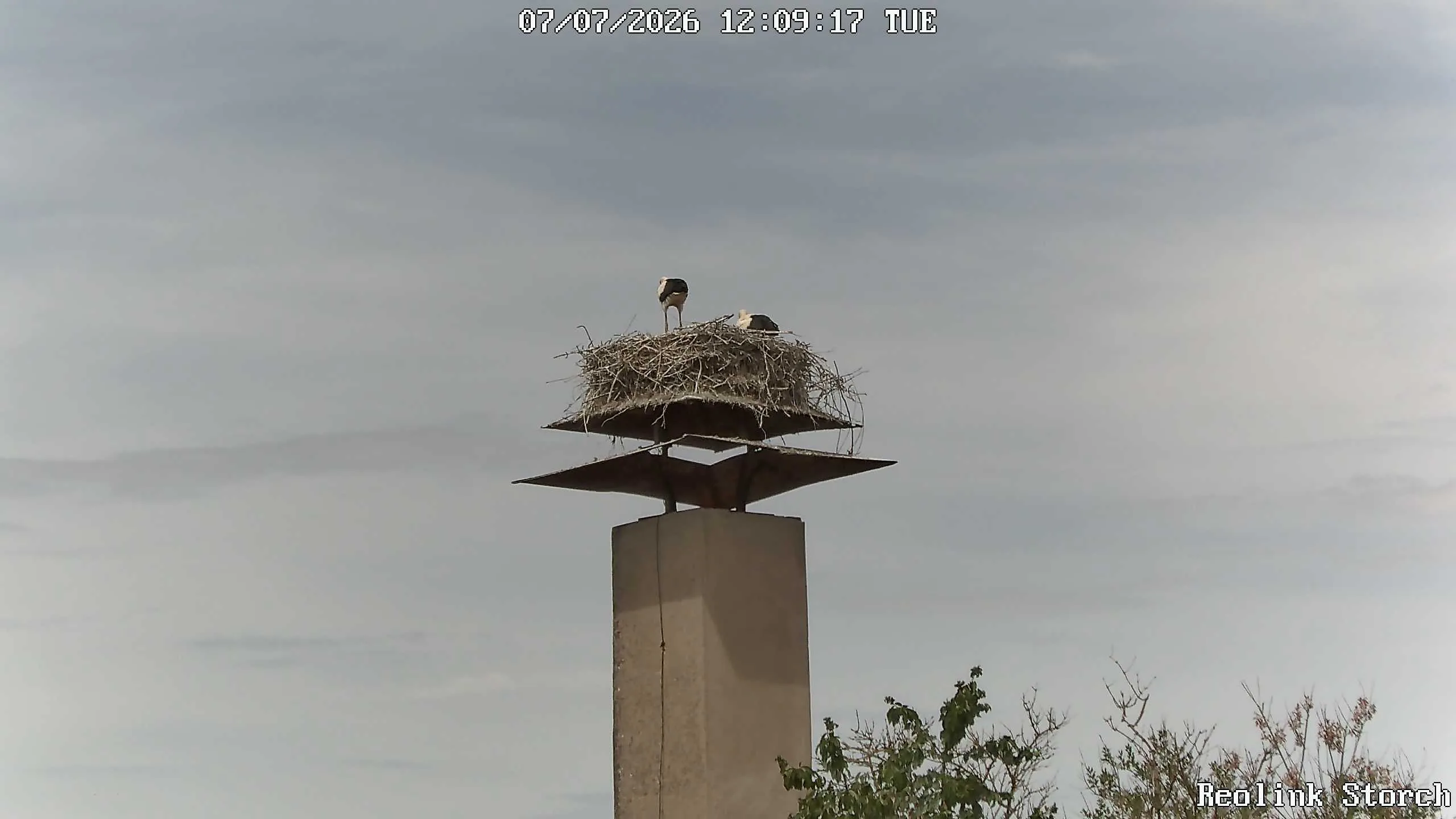 Storchencam Bild