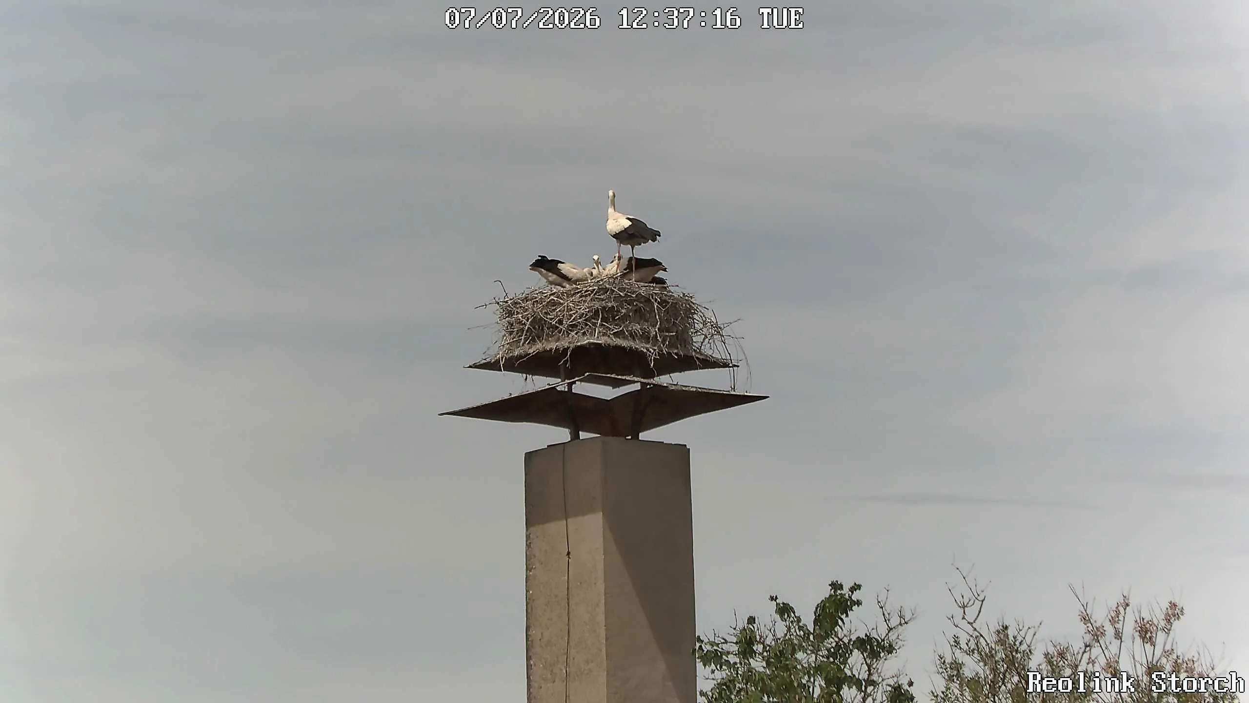Storchencam Bild