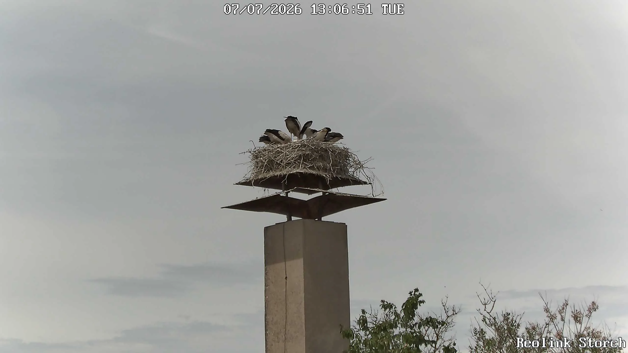 Storchencam Bild