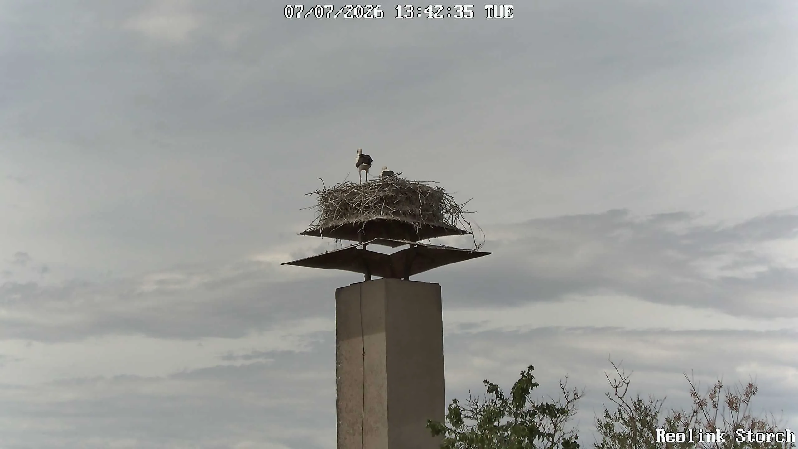 Storchencam Bild