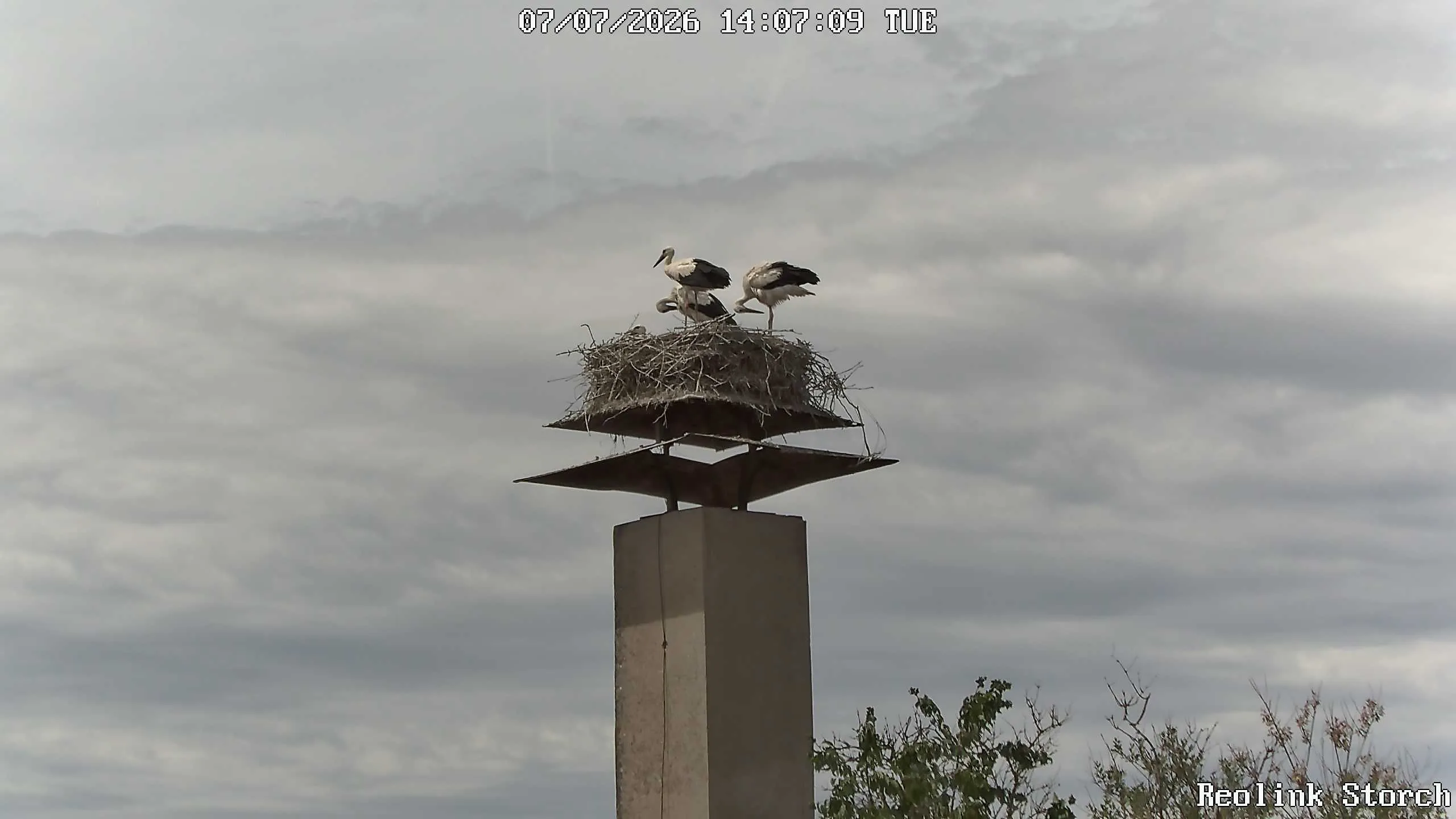 Storchencam Bild