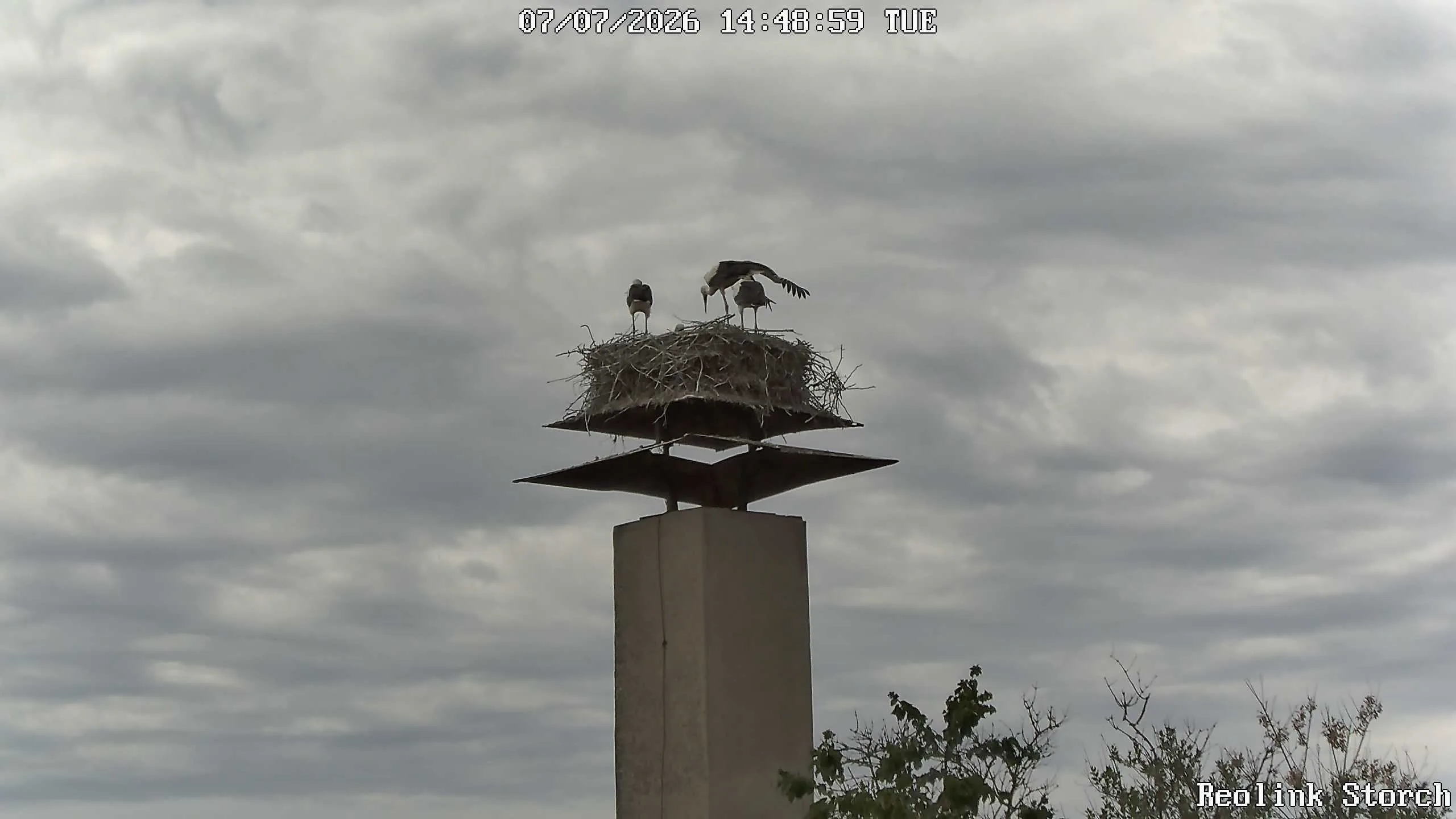 Storchencam Bild