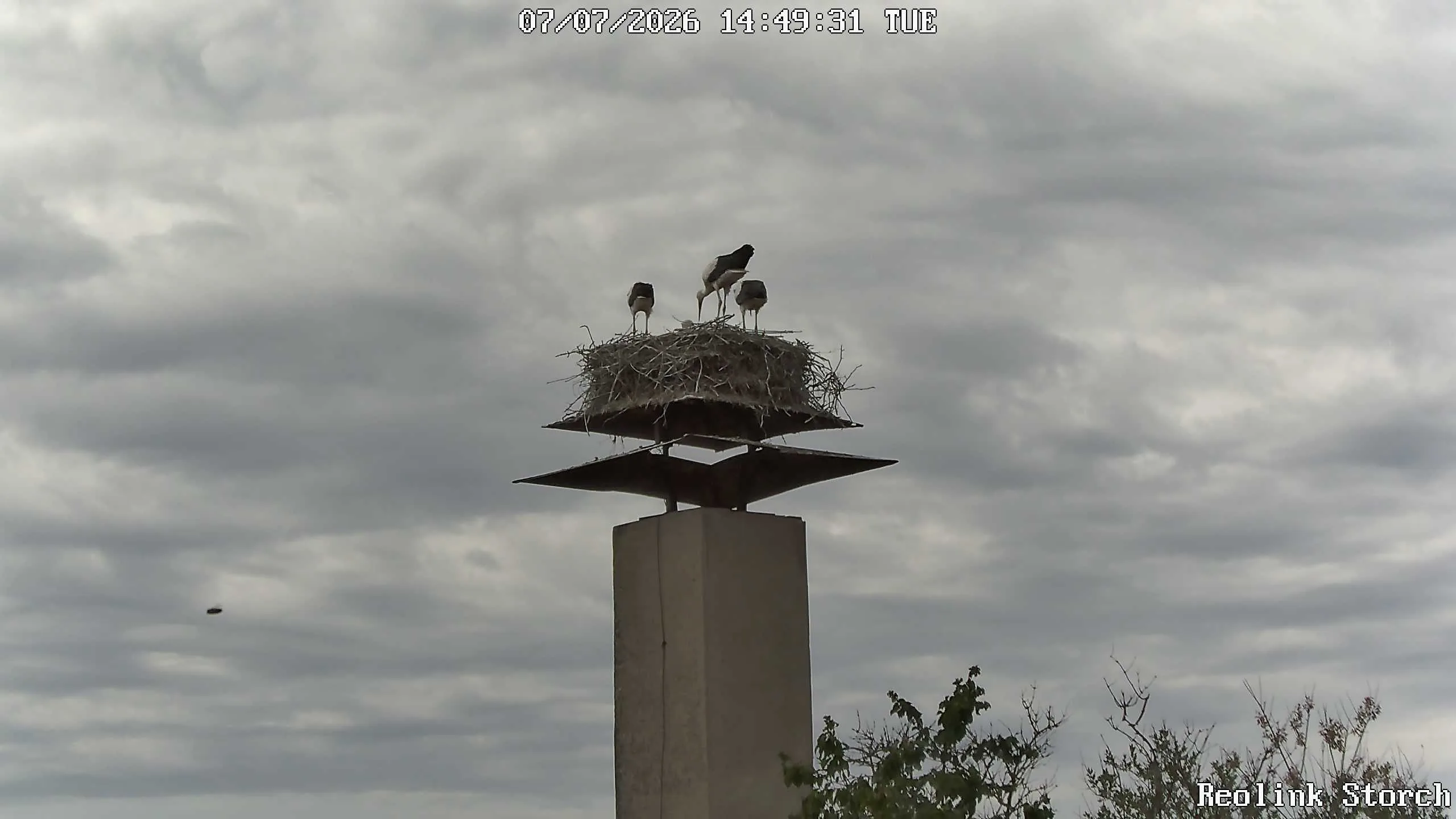 Storchencam Bild