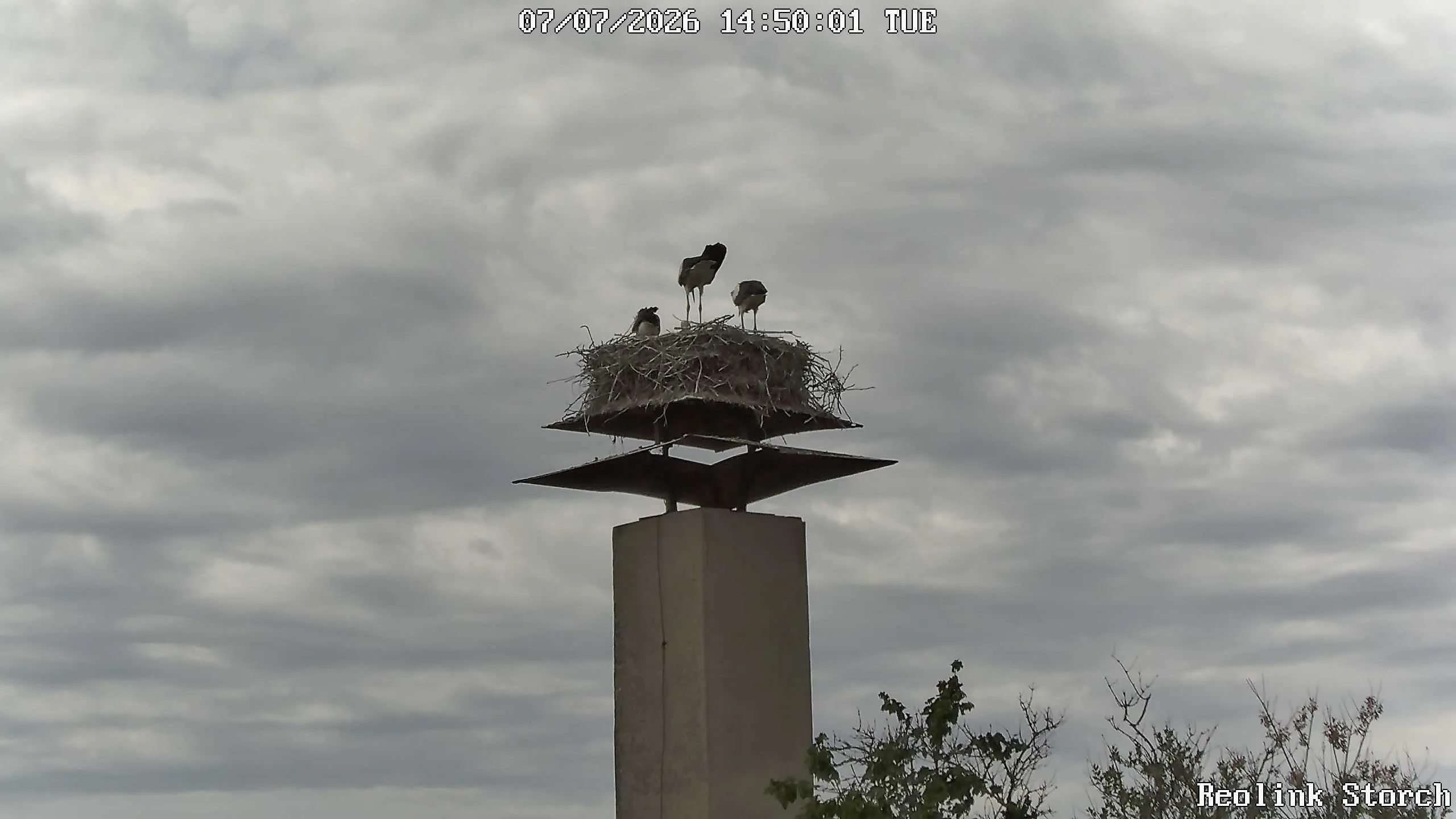 Storchencam Bild