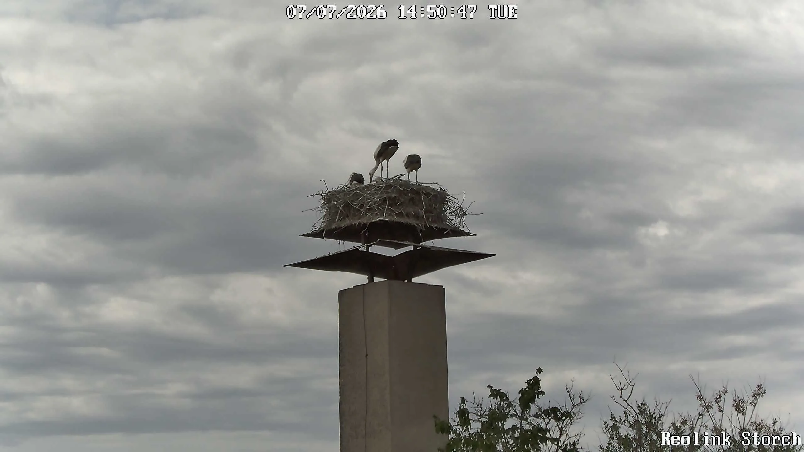 Storchencam Bild