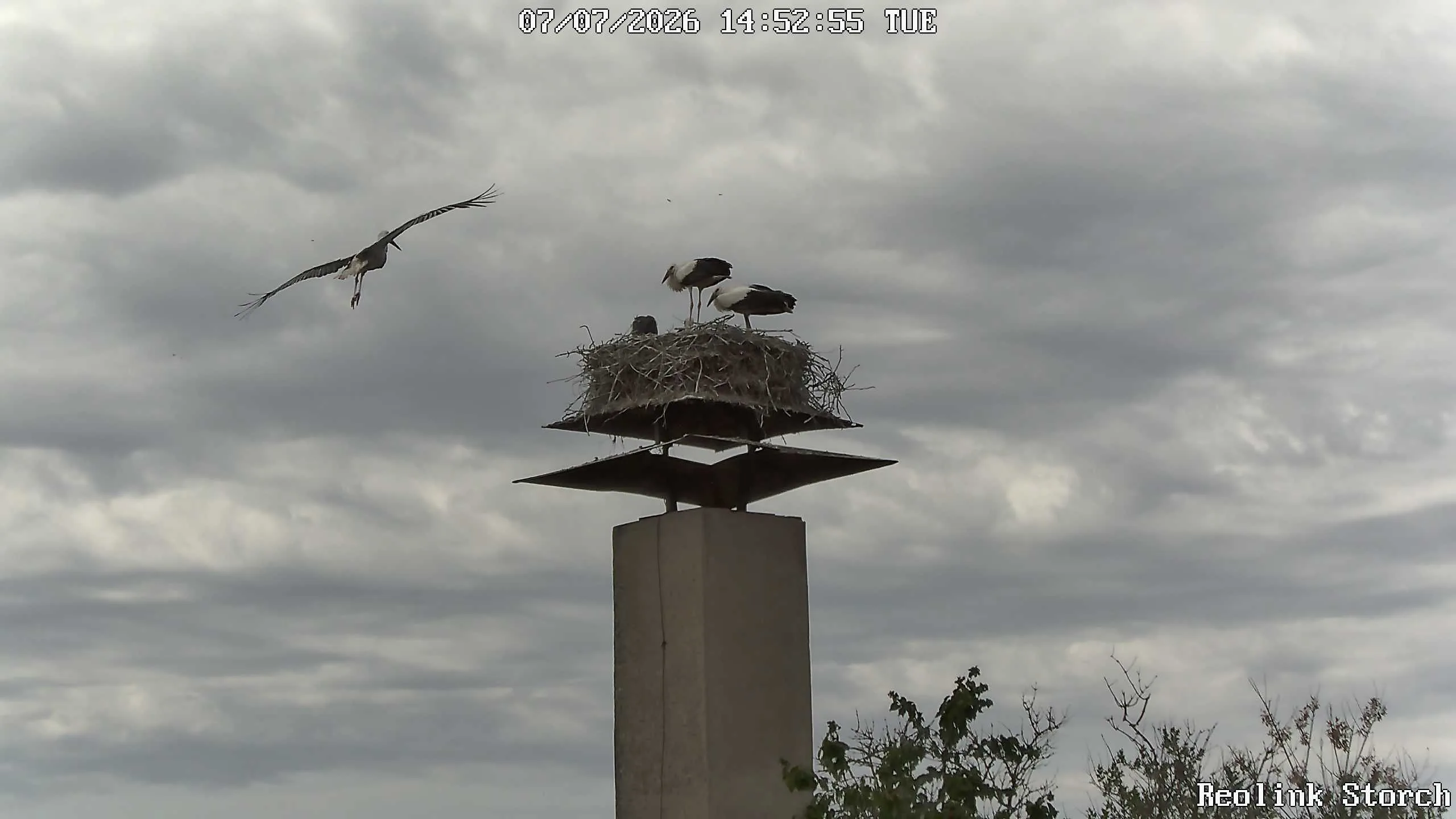 Storchencam Bild