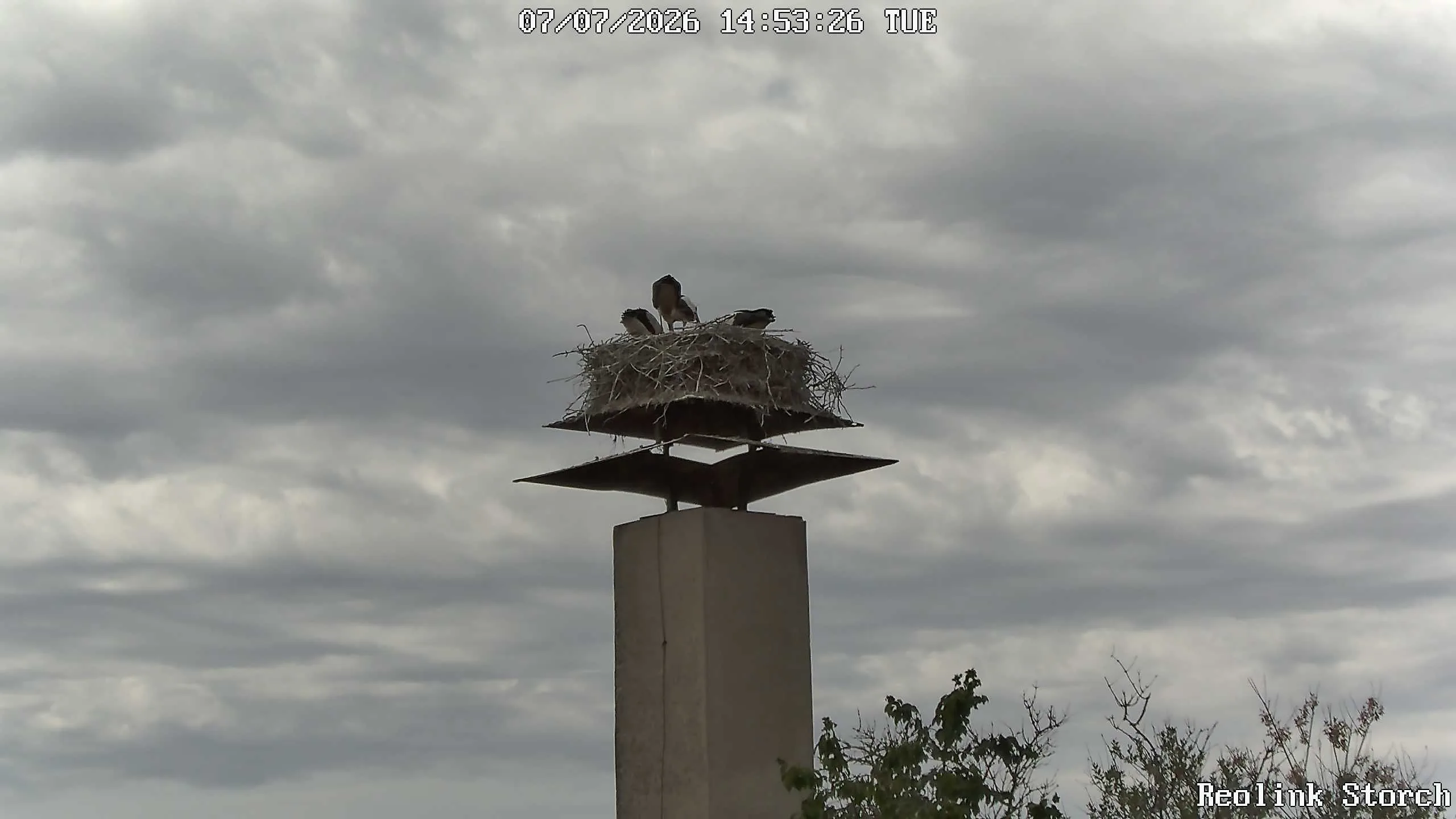 Storchencam Bild