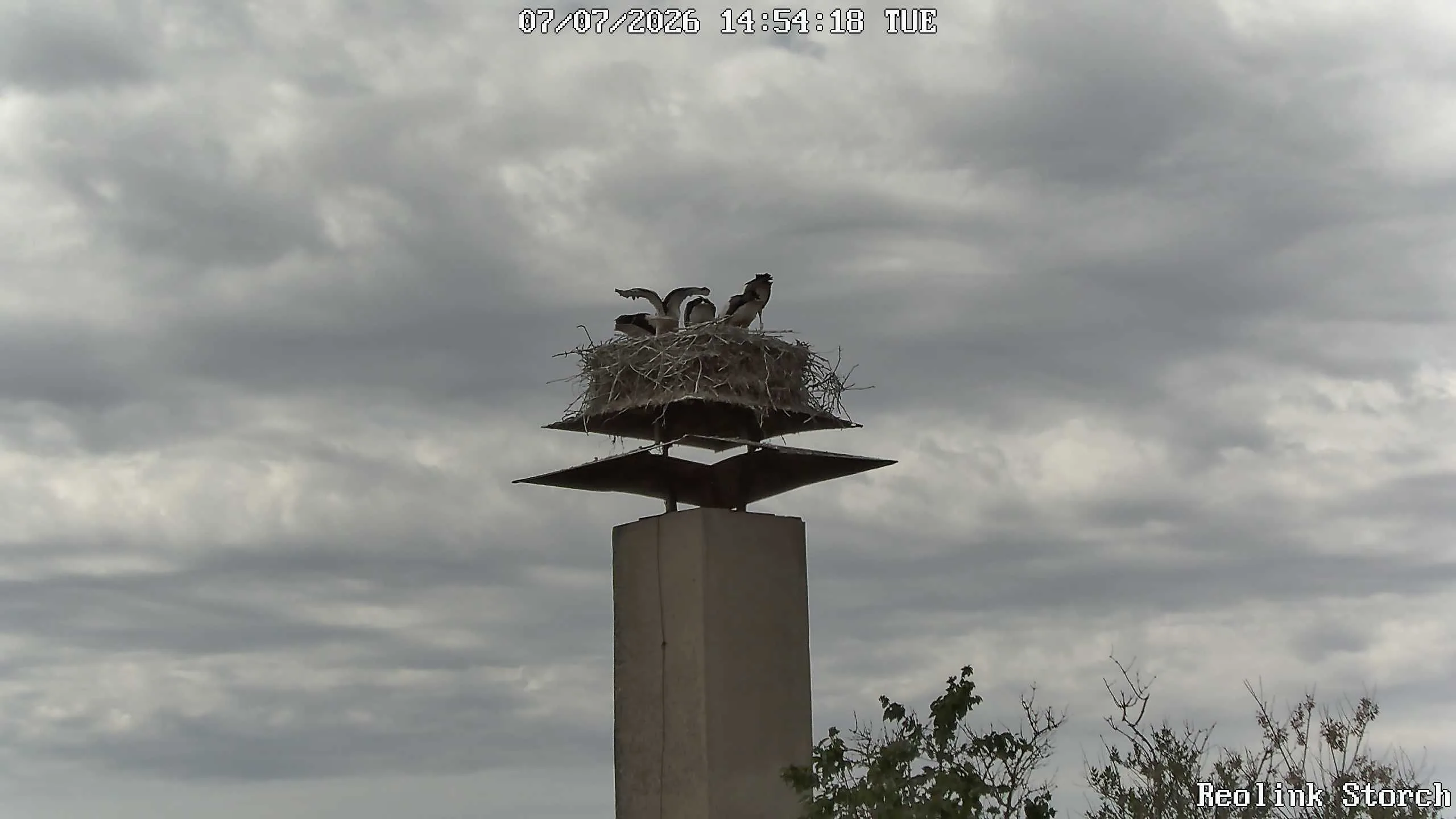 Storchencam Bild