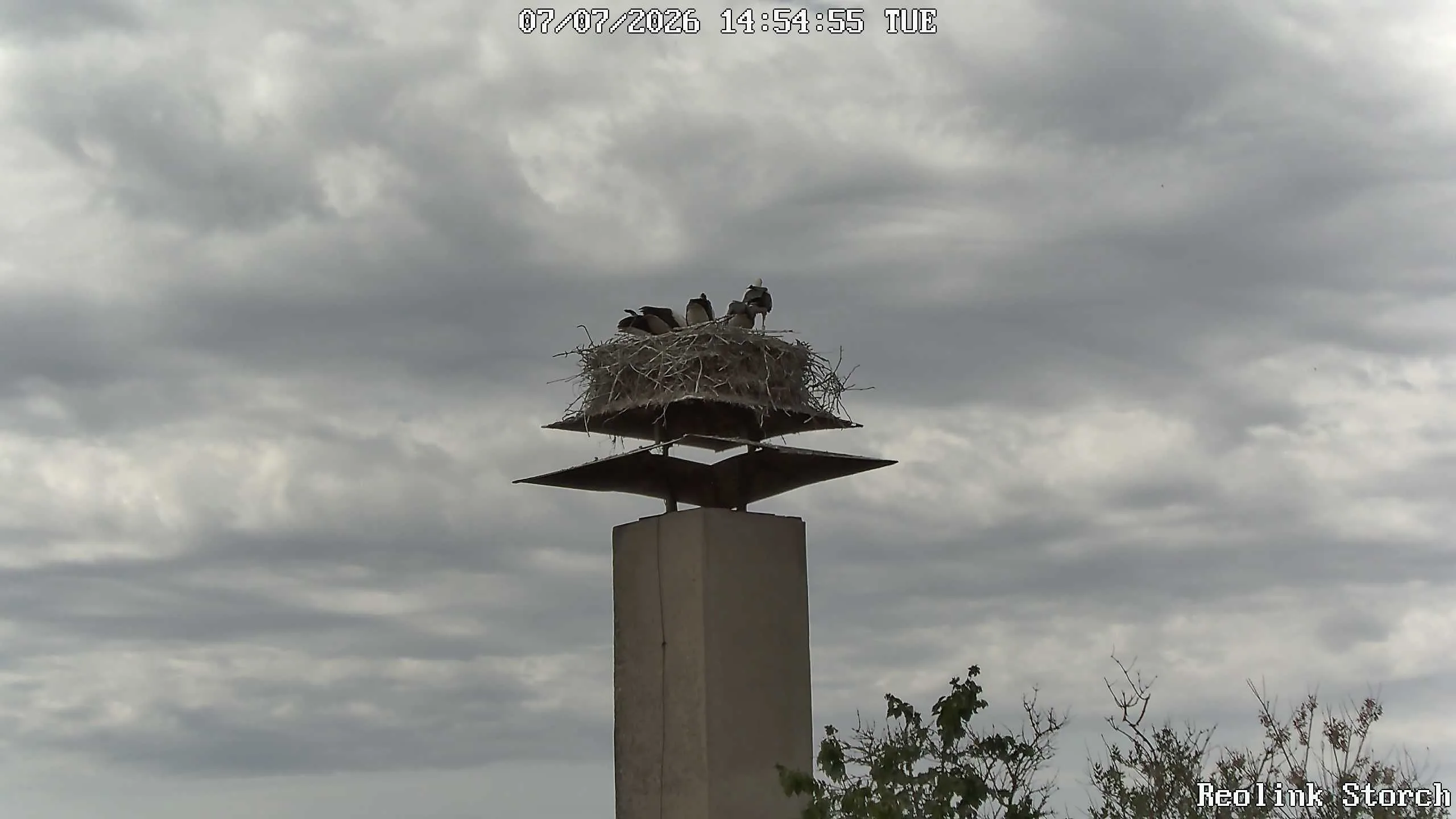 Storchencam Bild