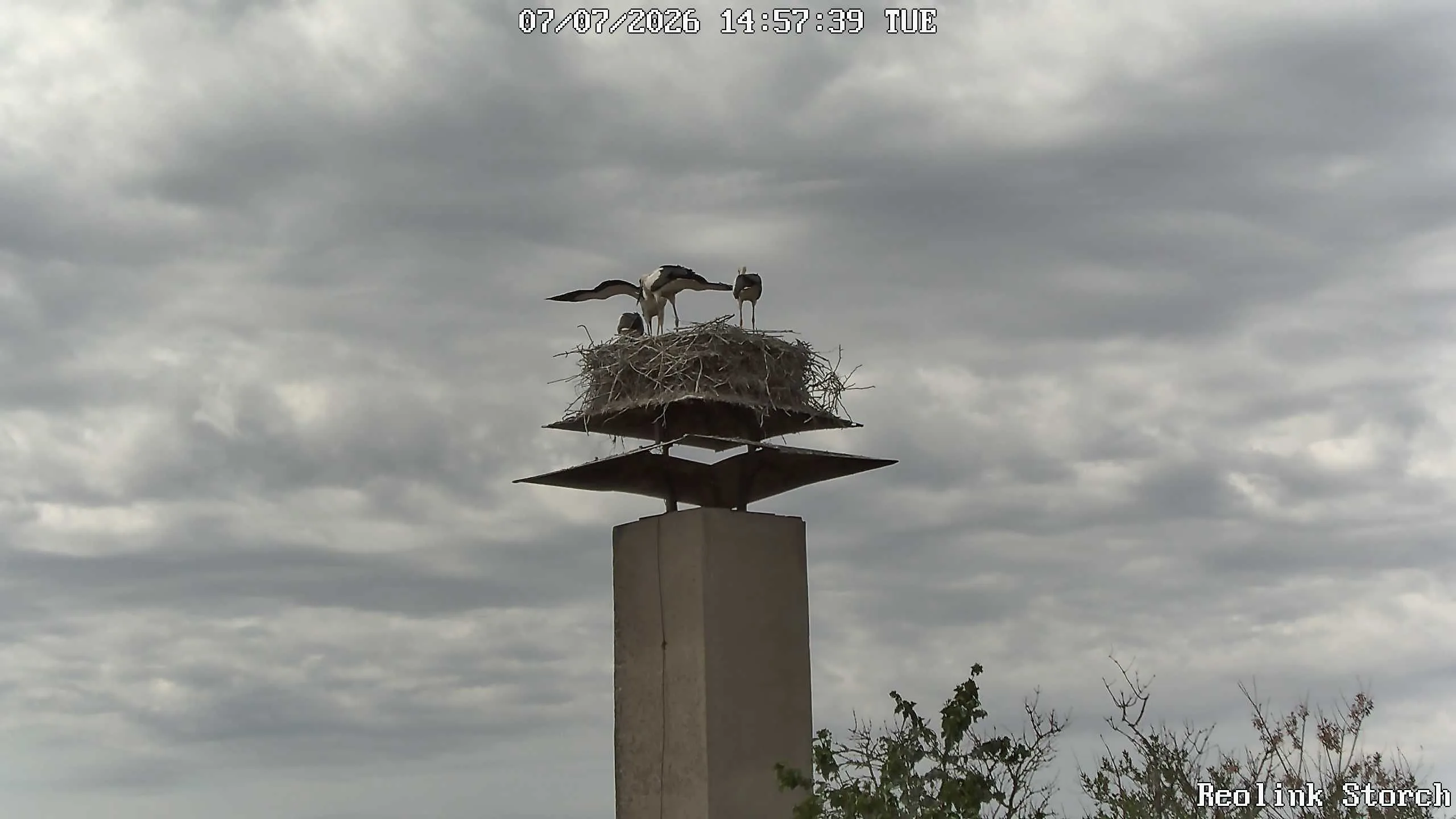 Storchencam Bild