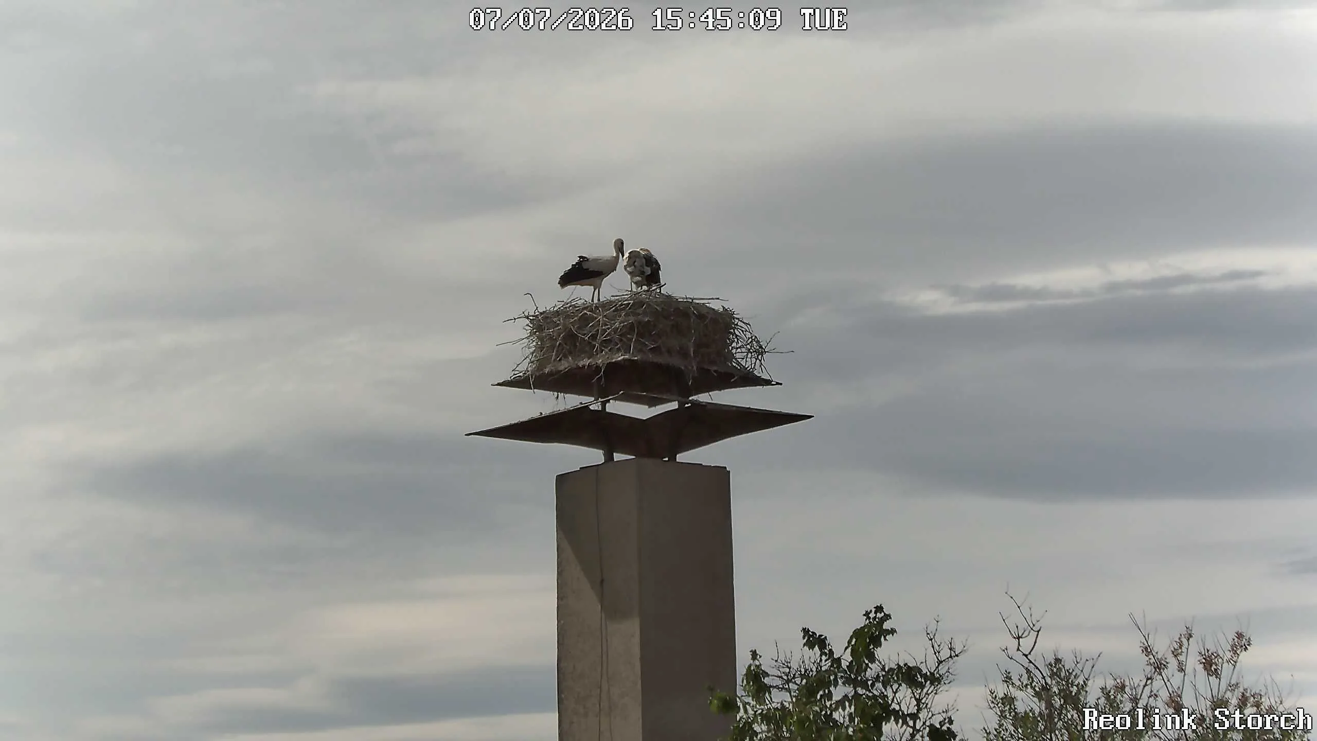 Storchencam Bild