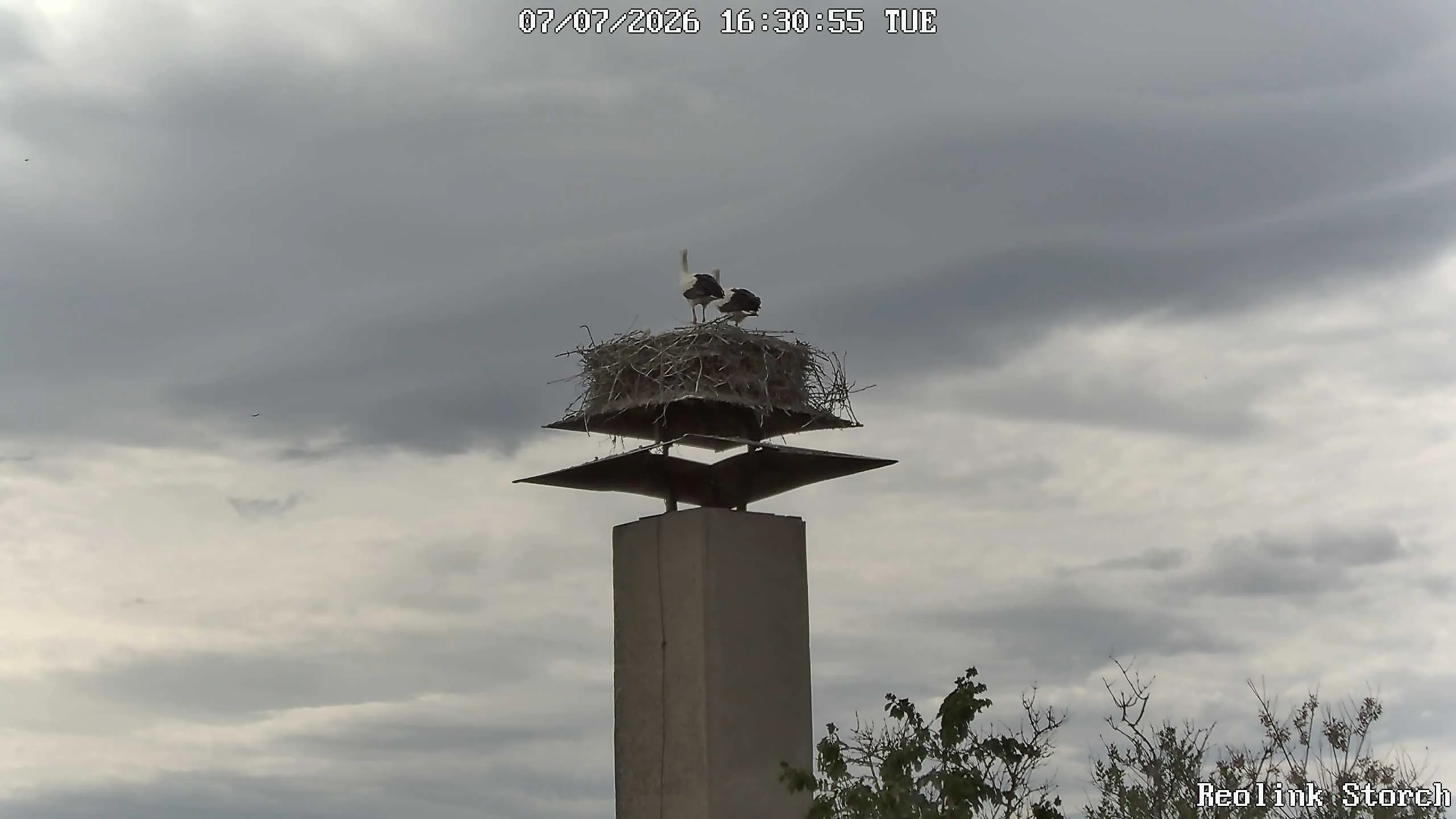 Storchencam Bild