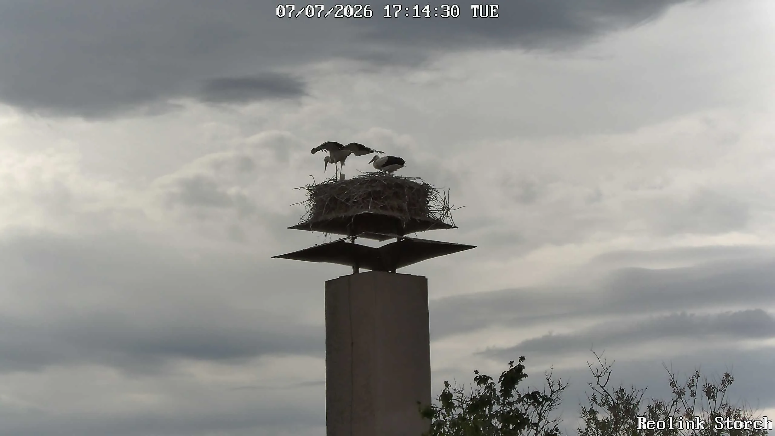 Storchencam Bild