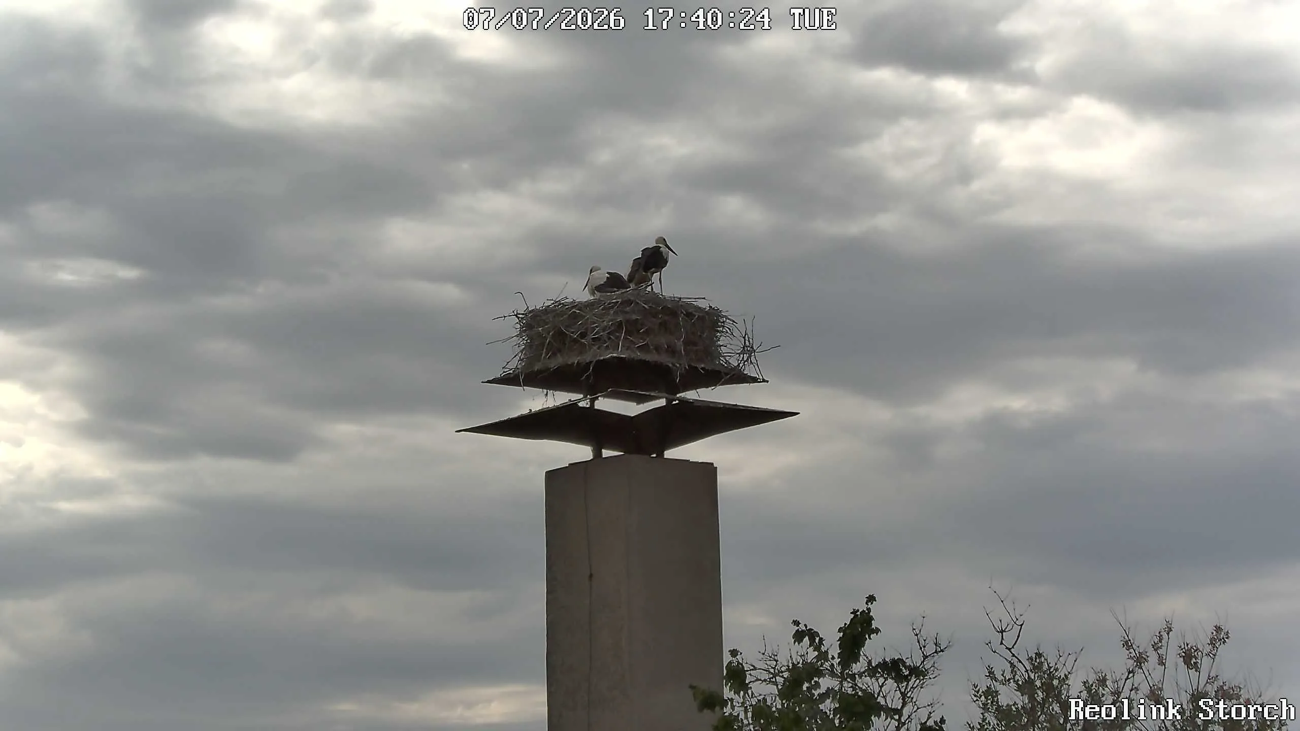 Storchencam Bild