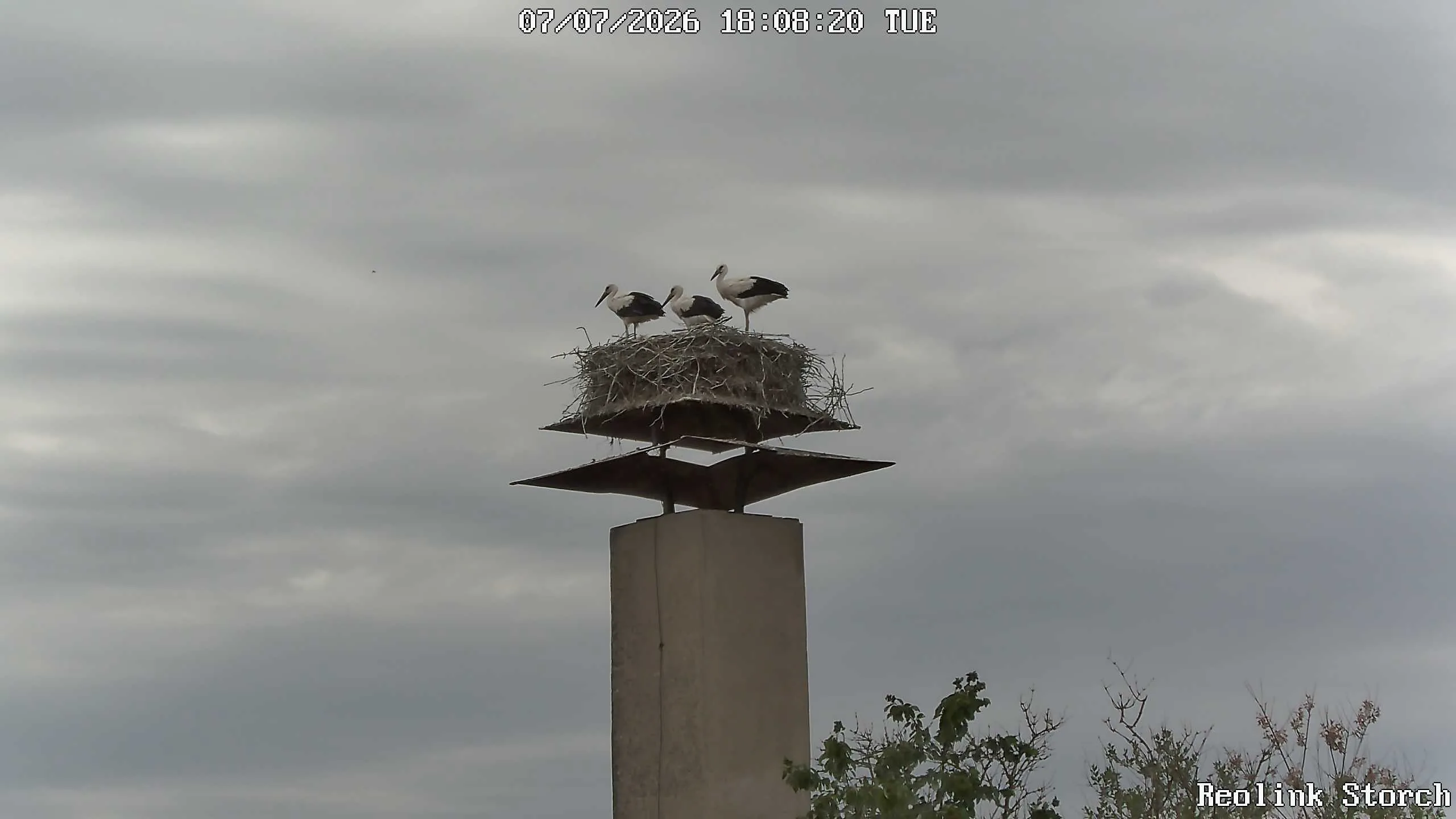 Storchencam Bild