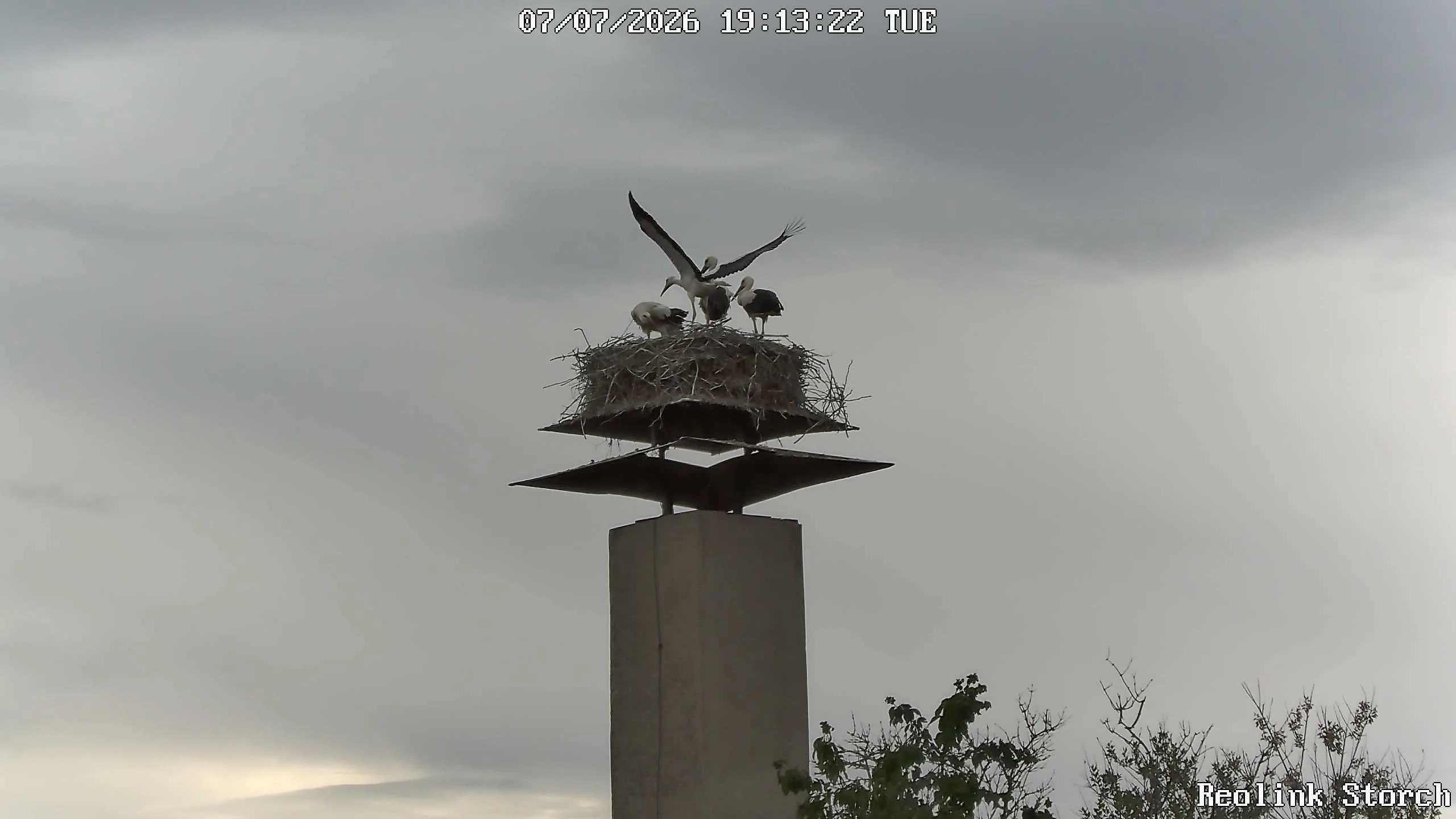 Storchencam Bild