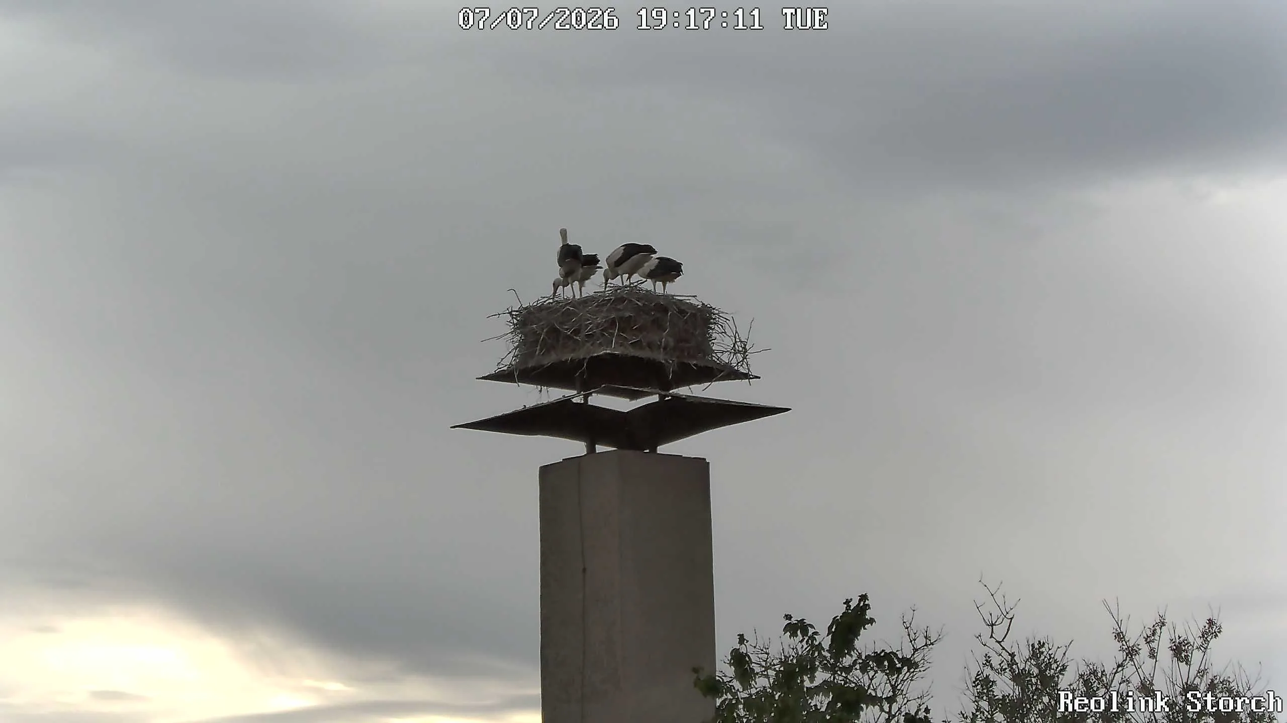 Storchencam Bild