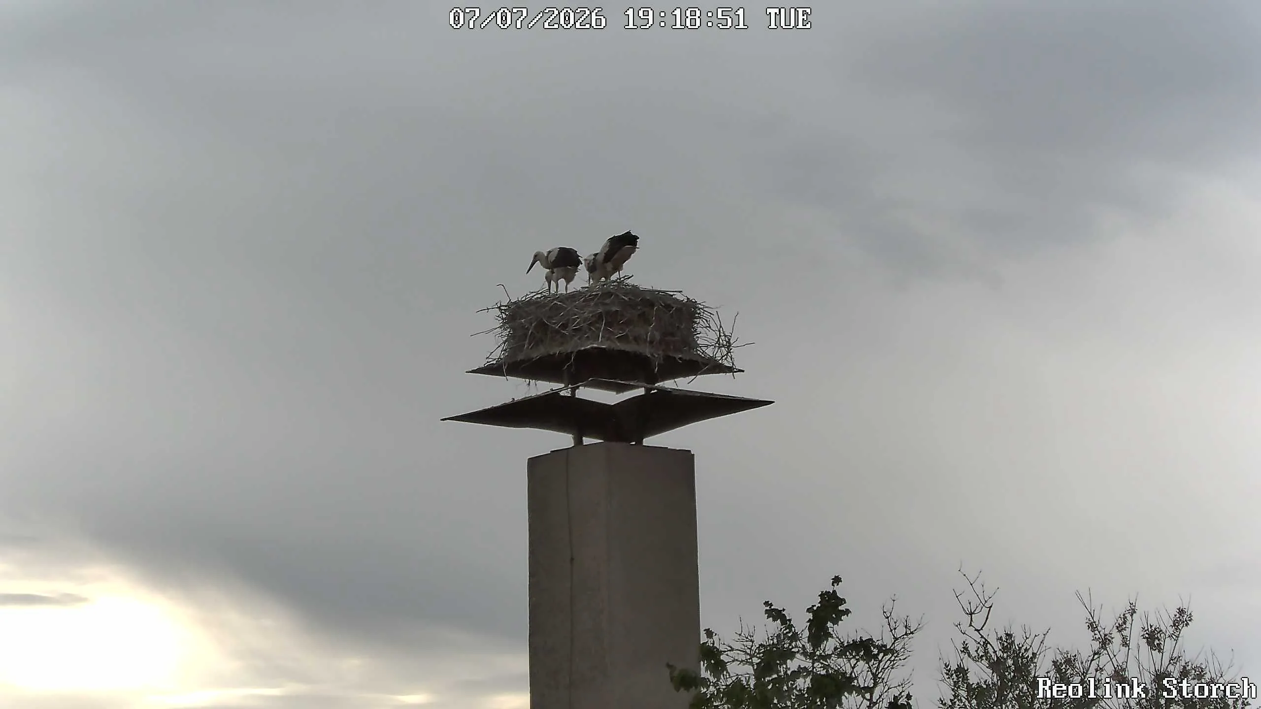 Storchencam Bild