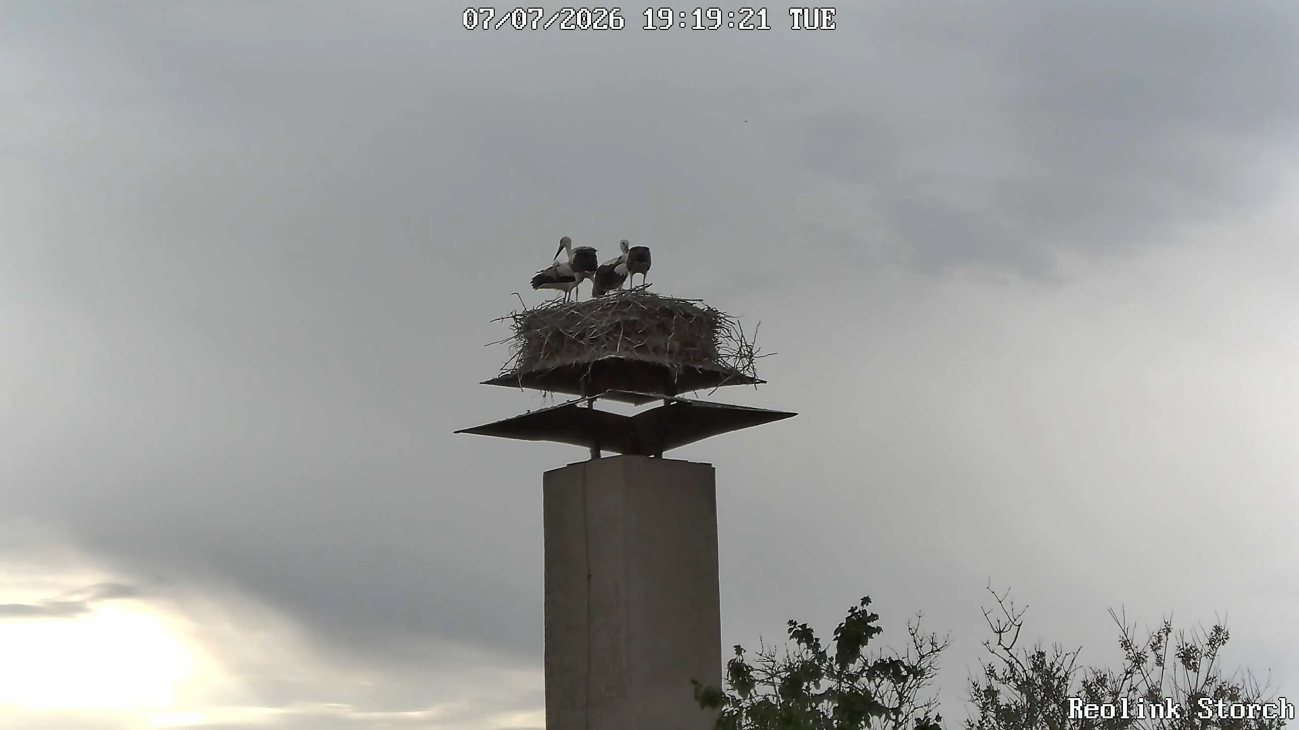 Storchencam Bild