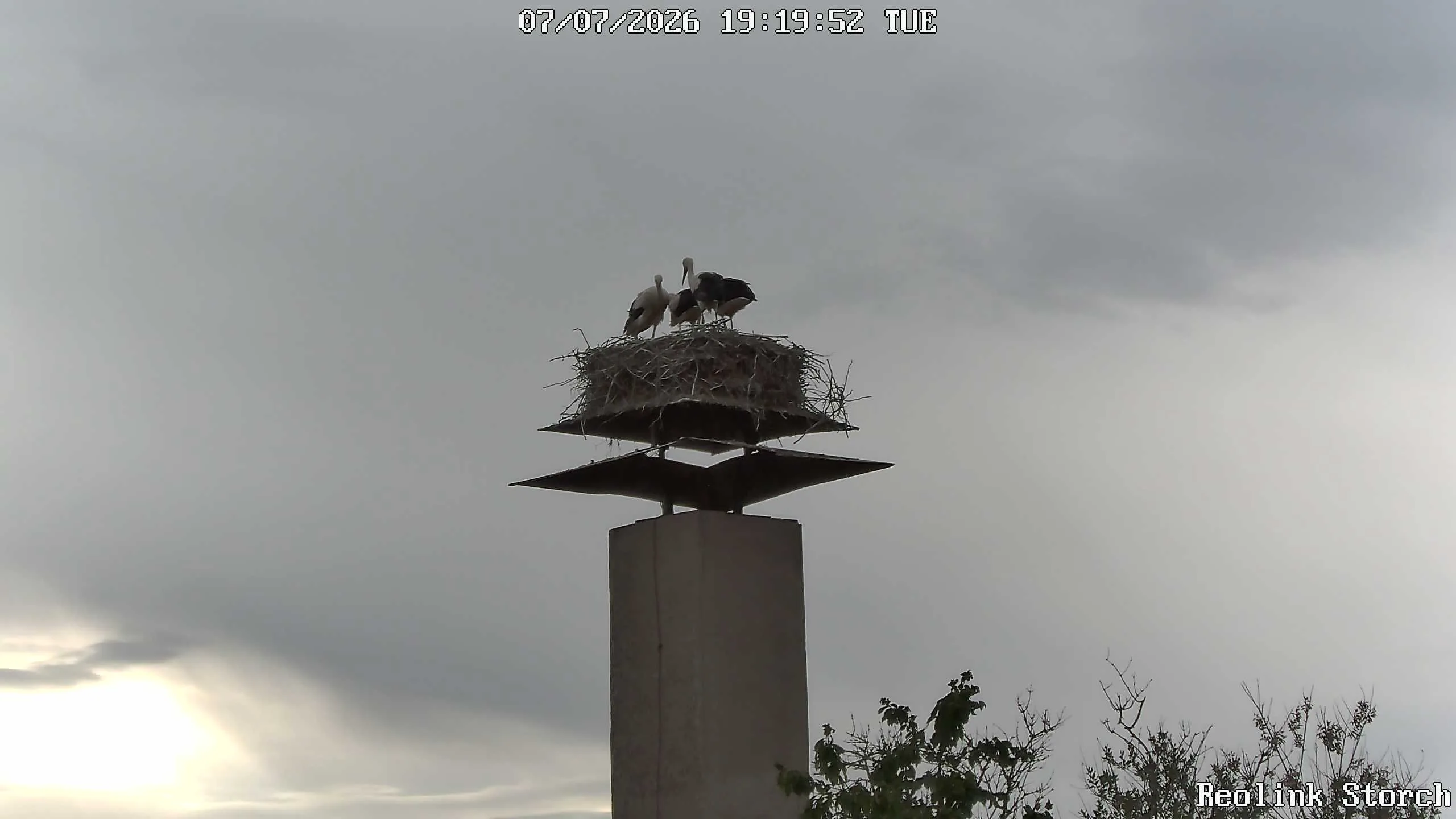 Storchencam Bild