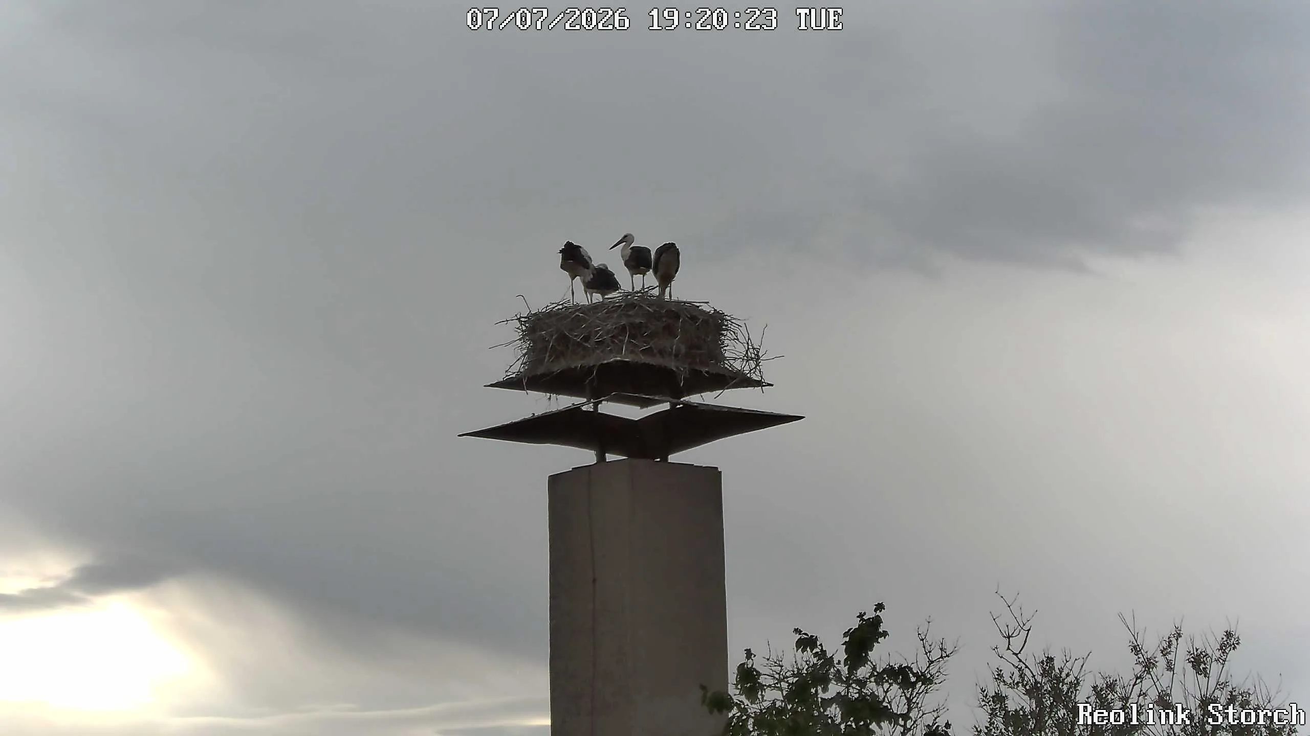 Storchencam Bild