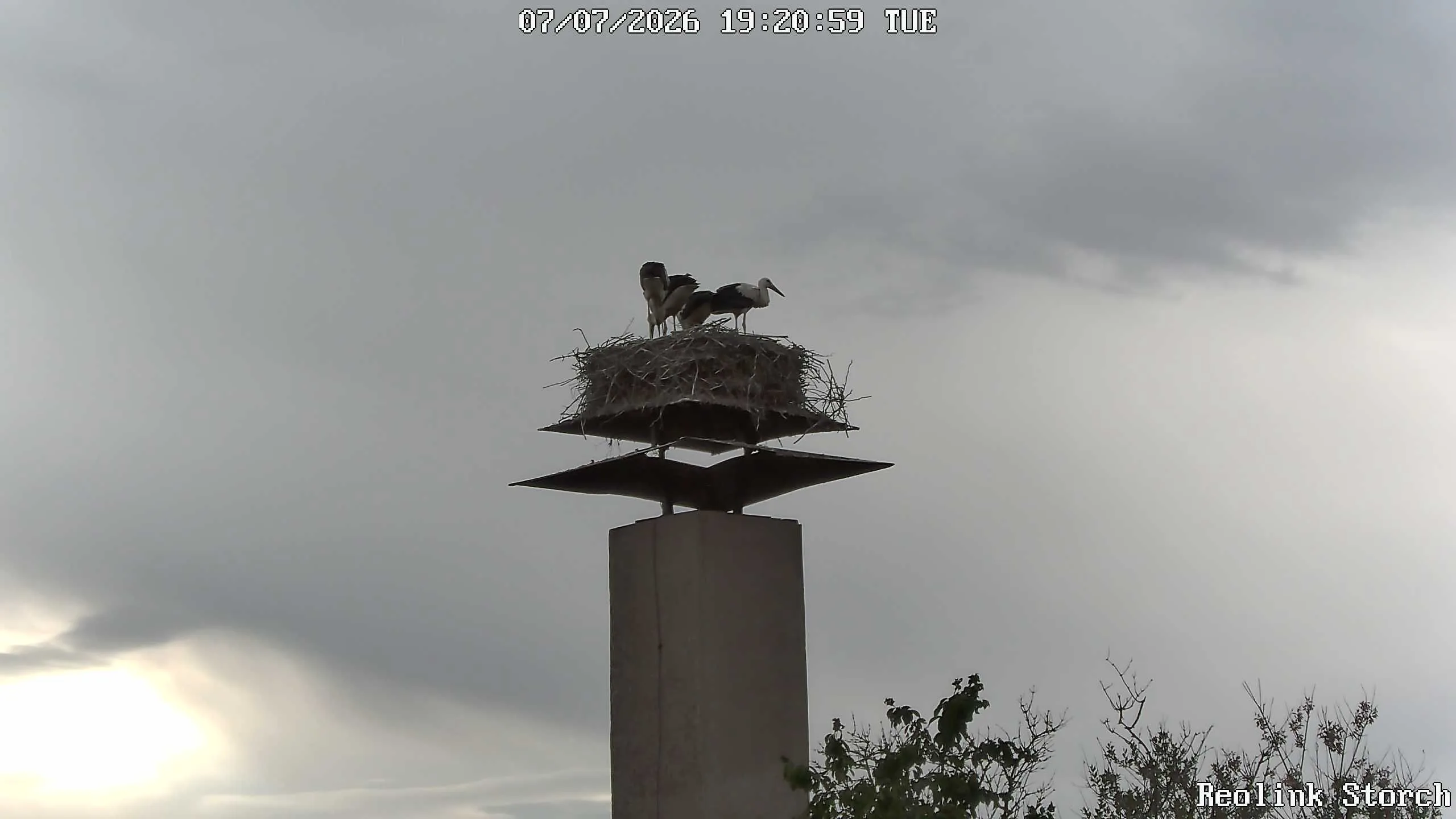Storchencam Bild