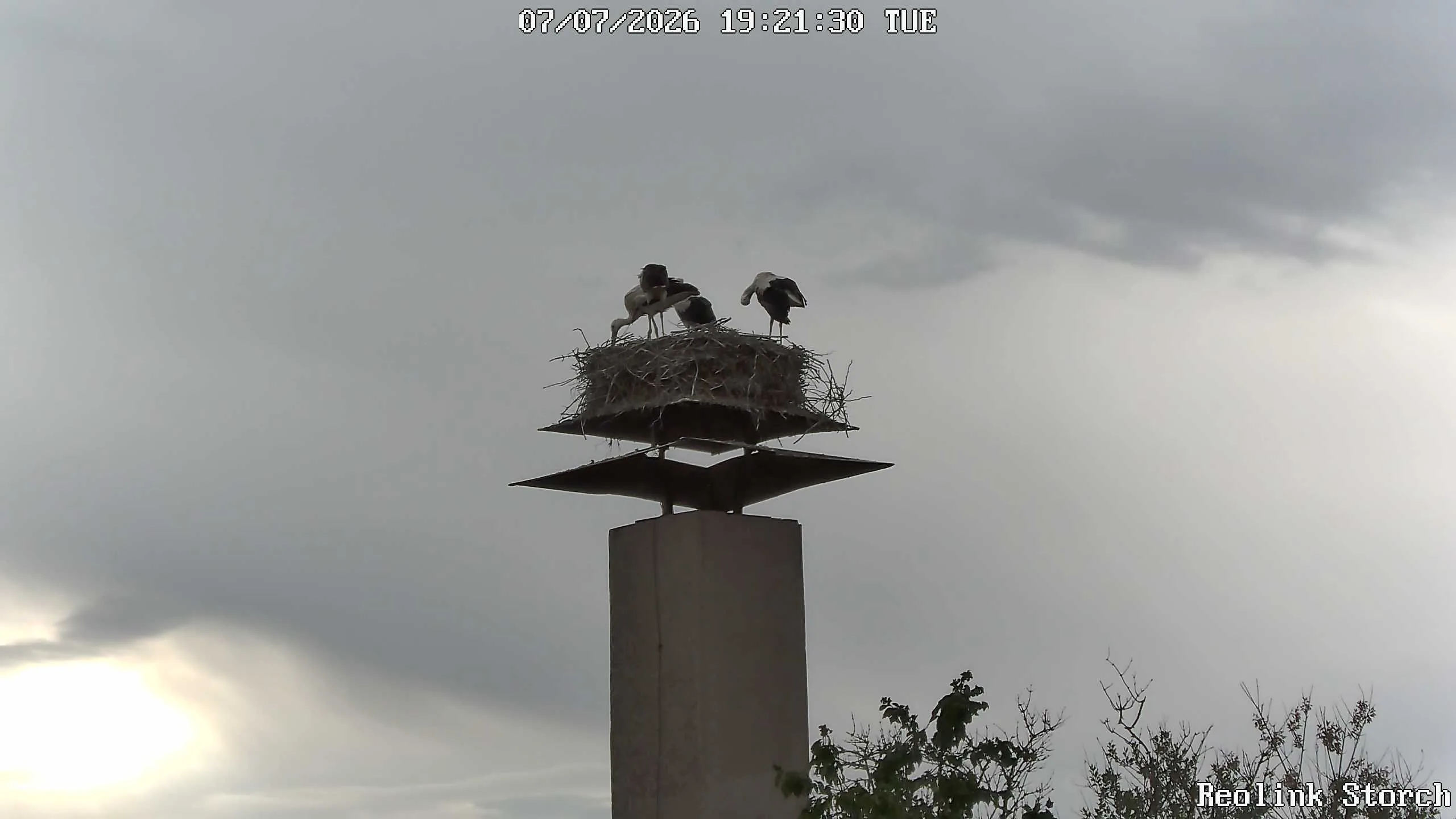 Storchencam Bild