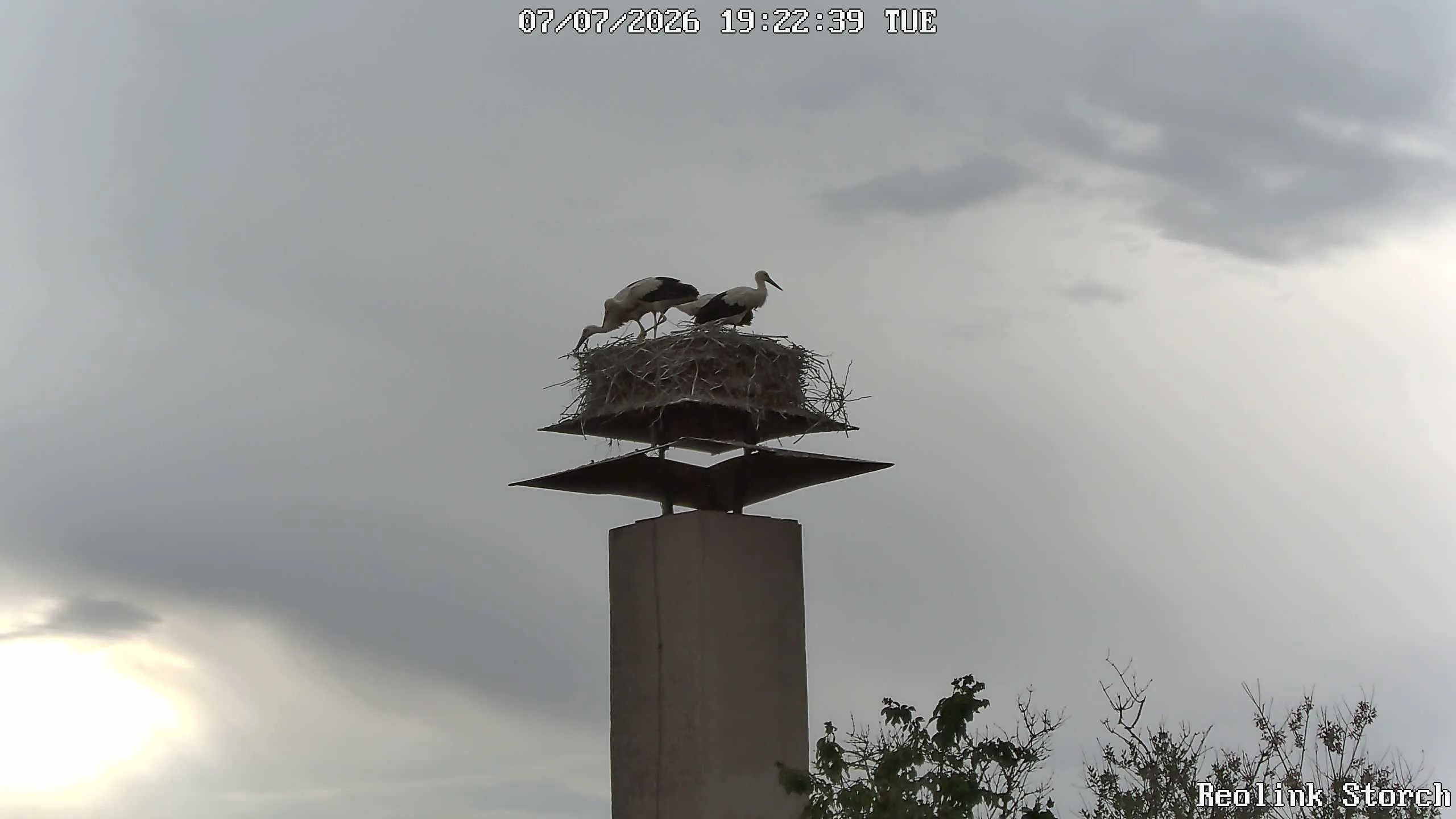 Storchencam Bild