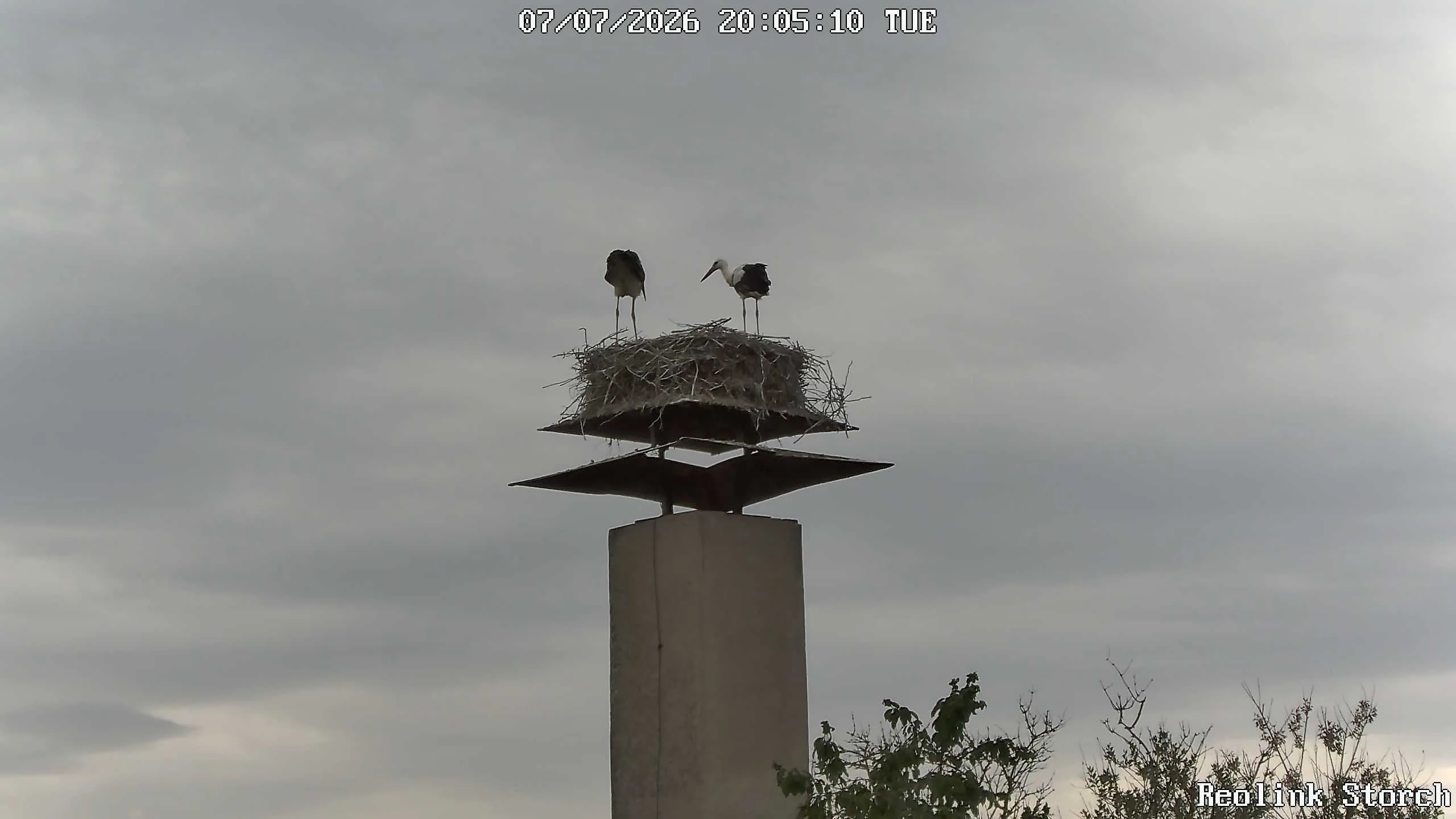 Storchencam Bild