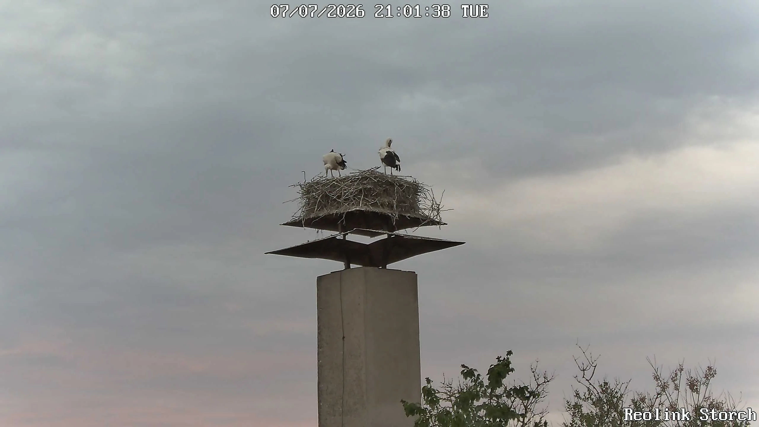 Storchencam Bild