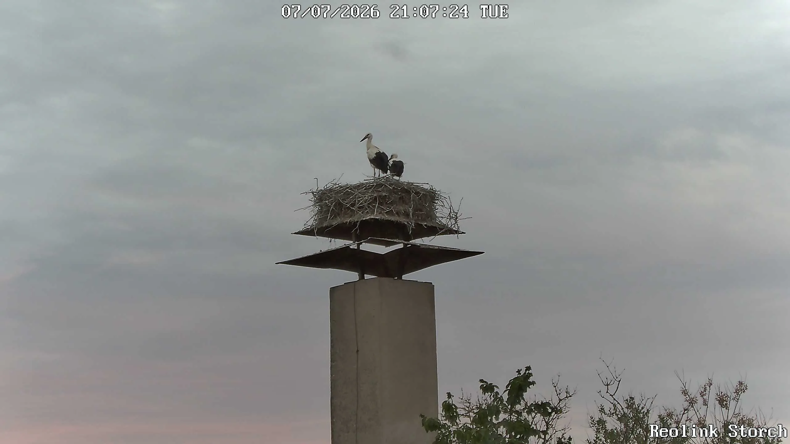 Storchencam Bild
