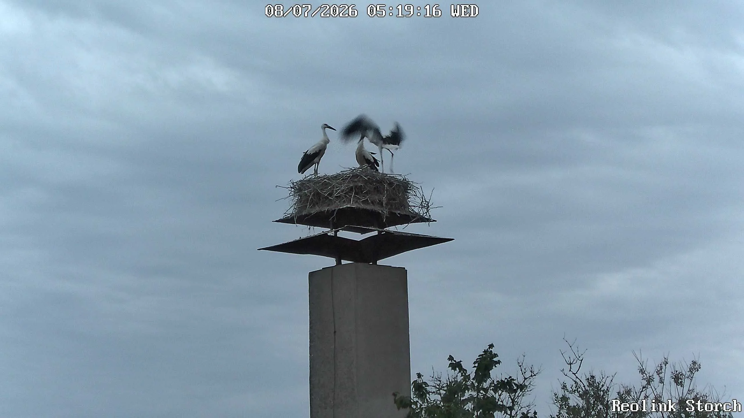 Storchencam Bild