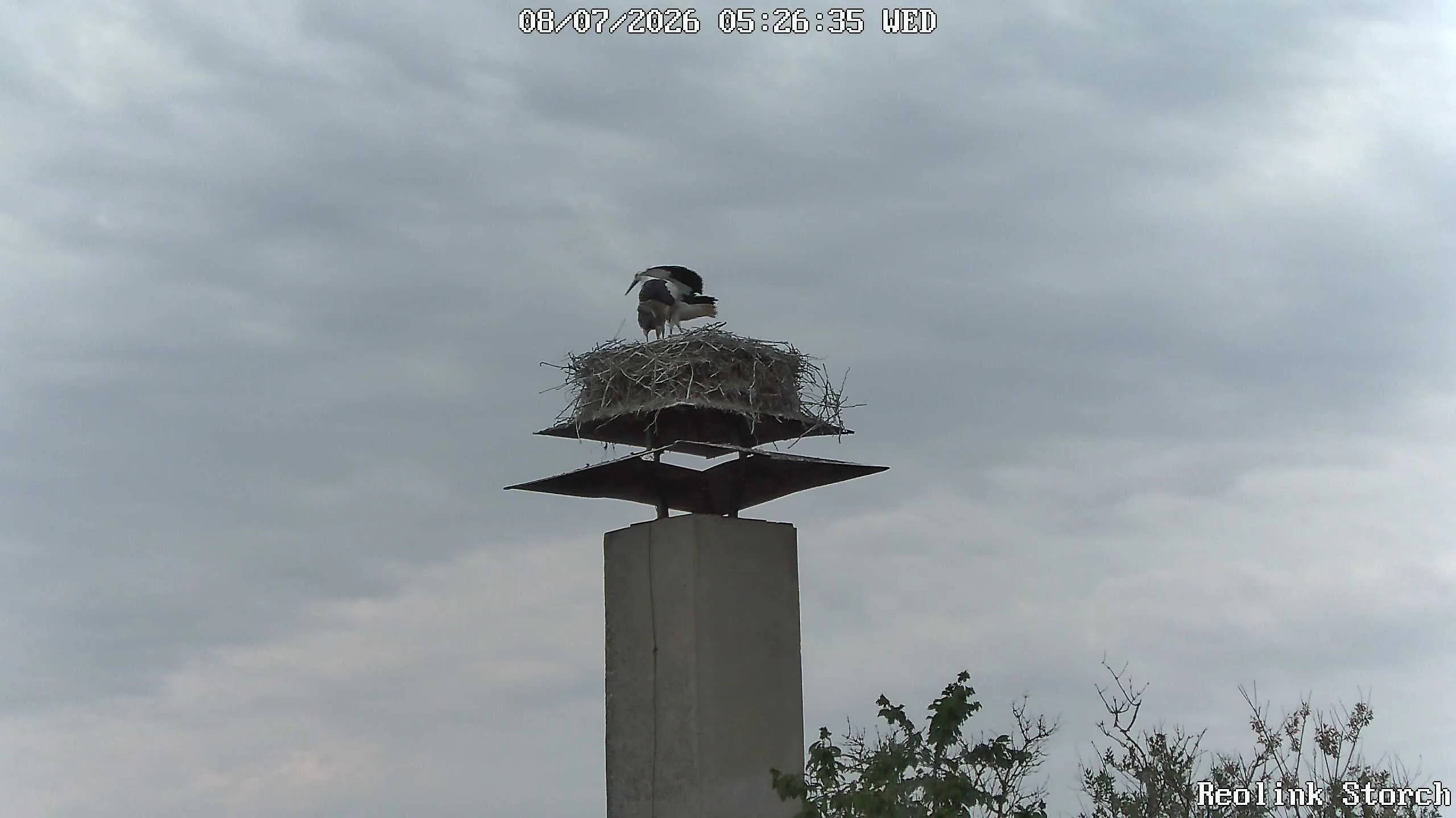 Storchencam Bild
