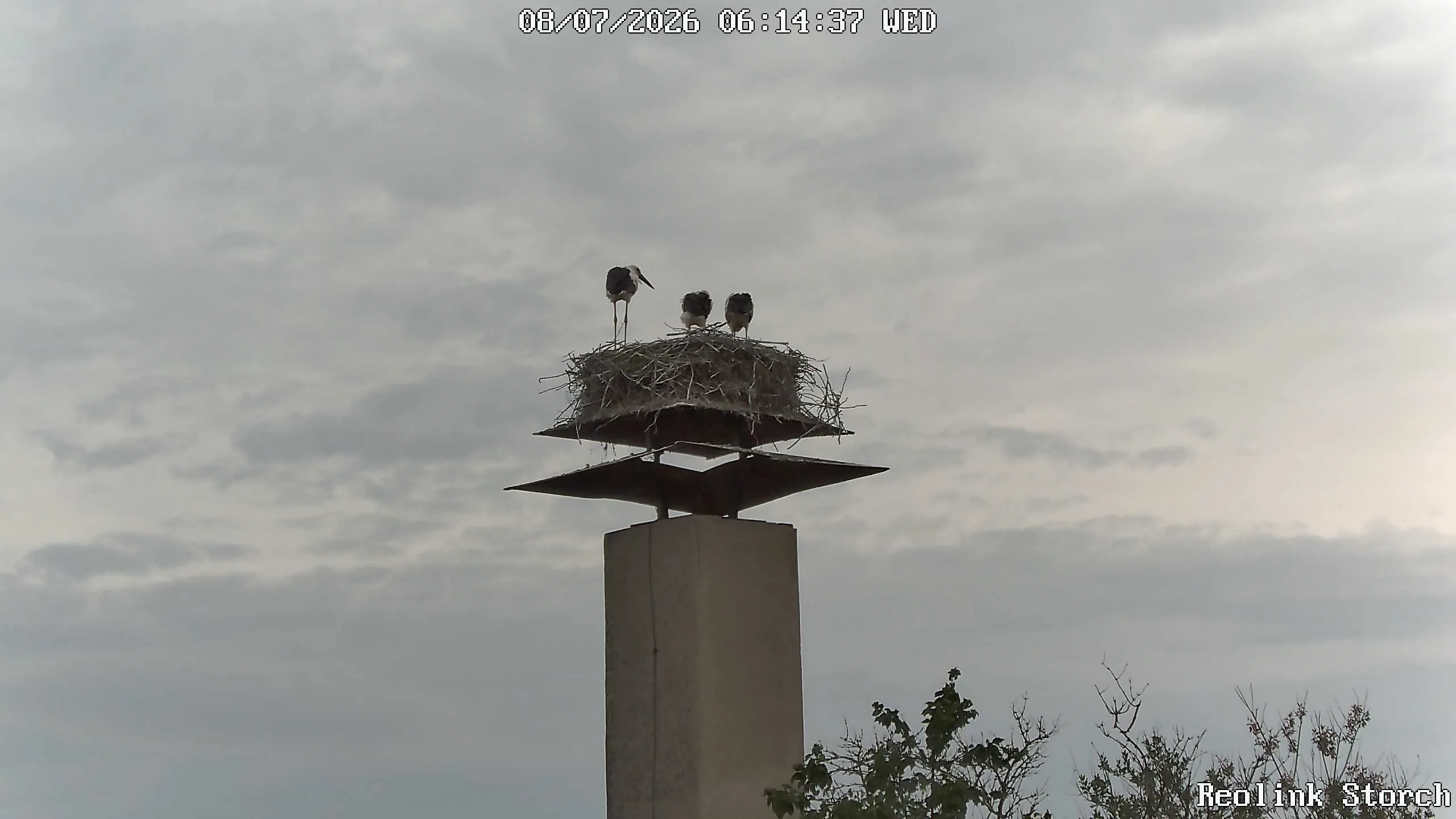 Storchencam Bild