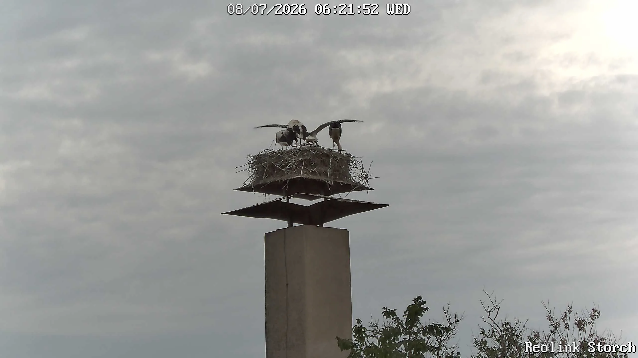 Storchencam Bild
