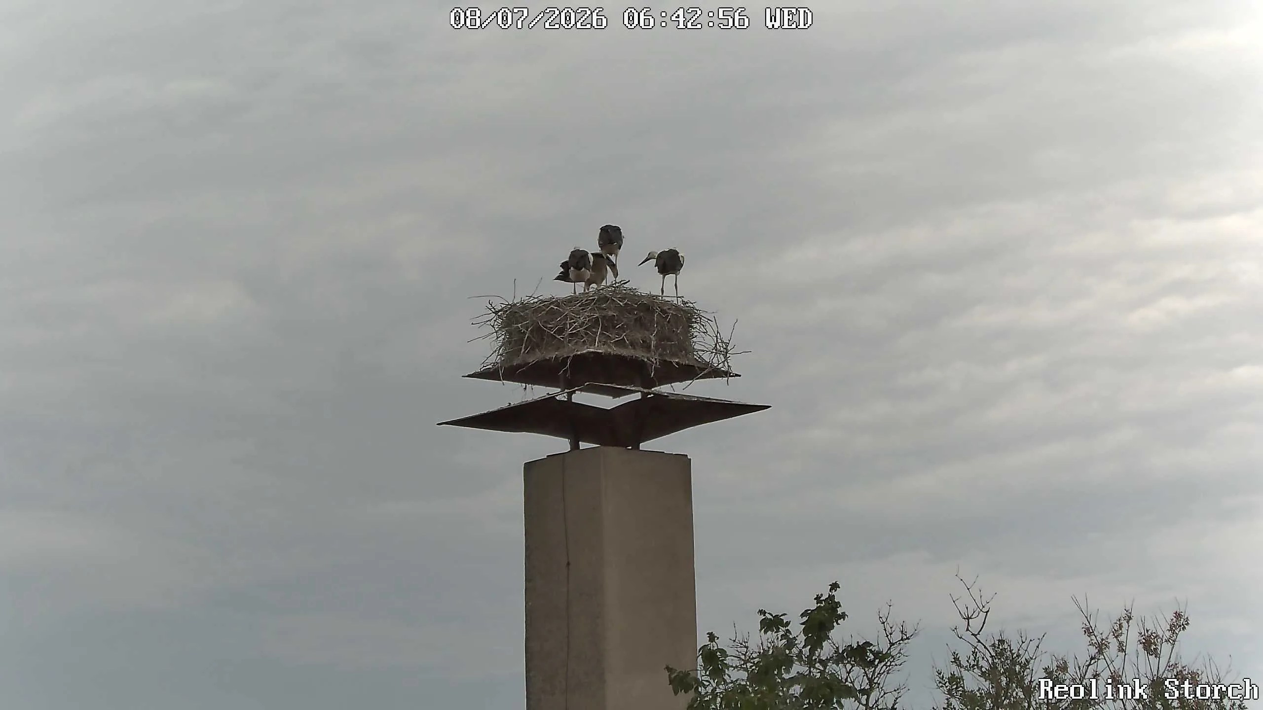 Storchencam Bild