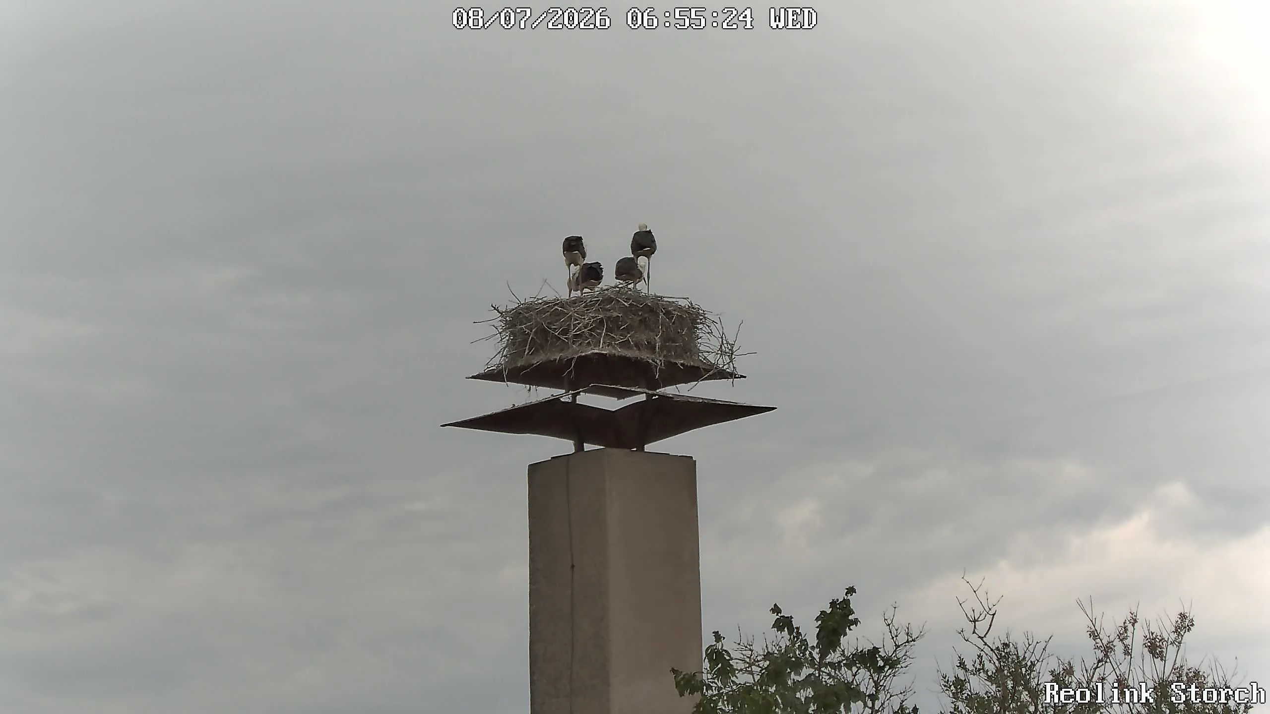 Storchencam Bild