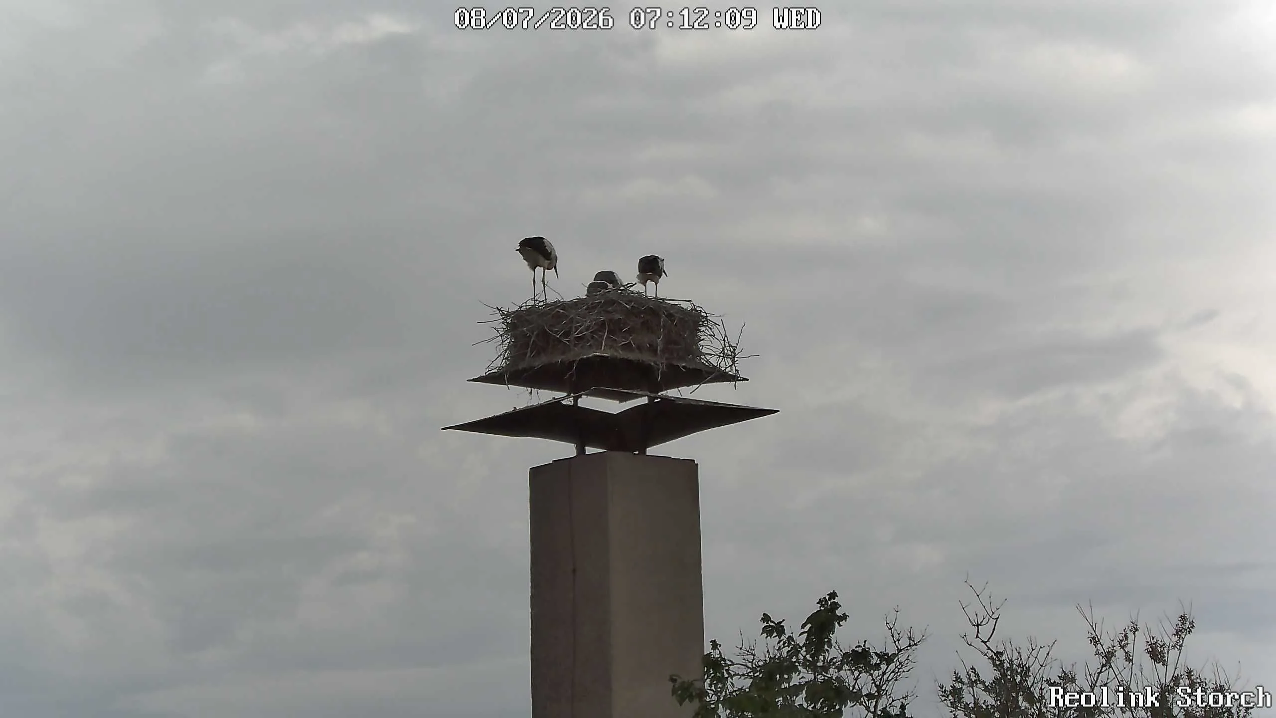Storchencam Bild