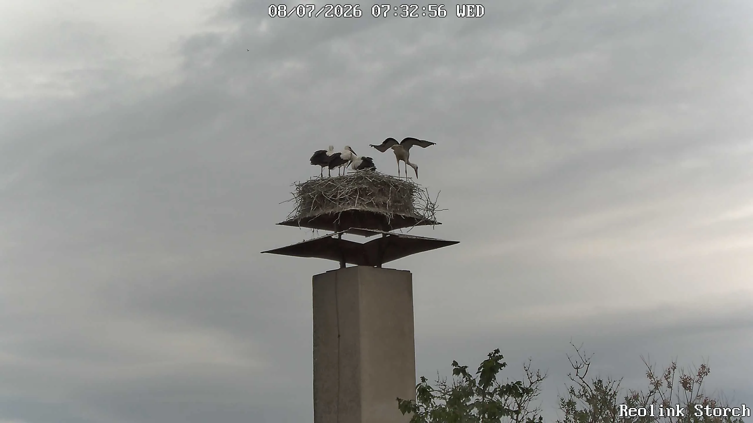 Storchencam Bild
