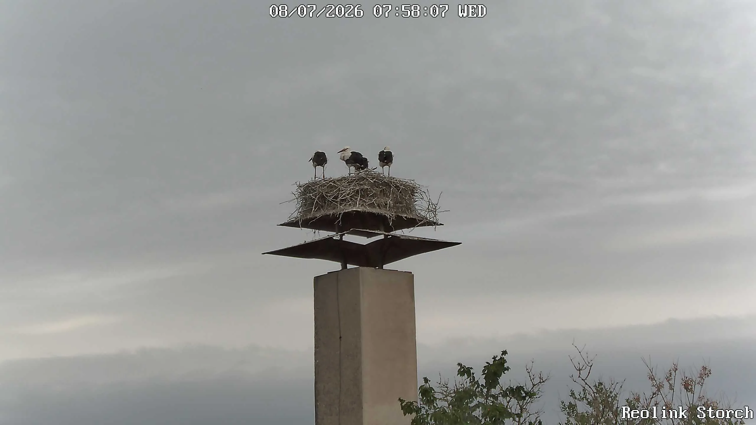 Storchencam Bild